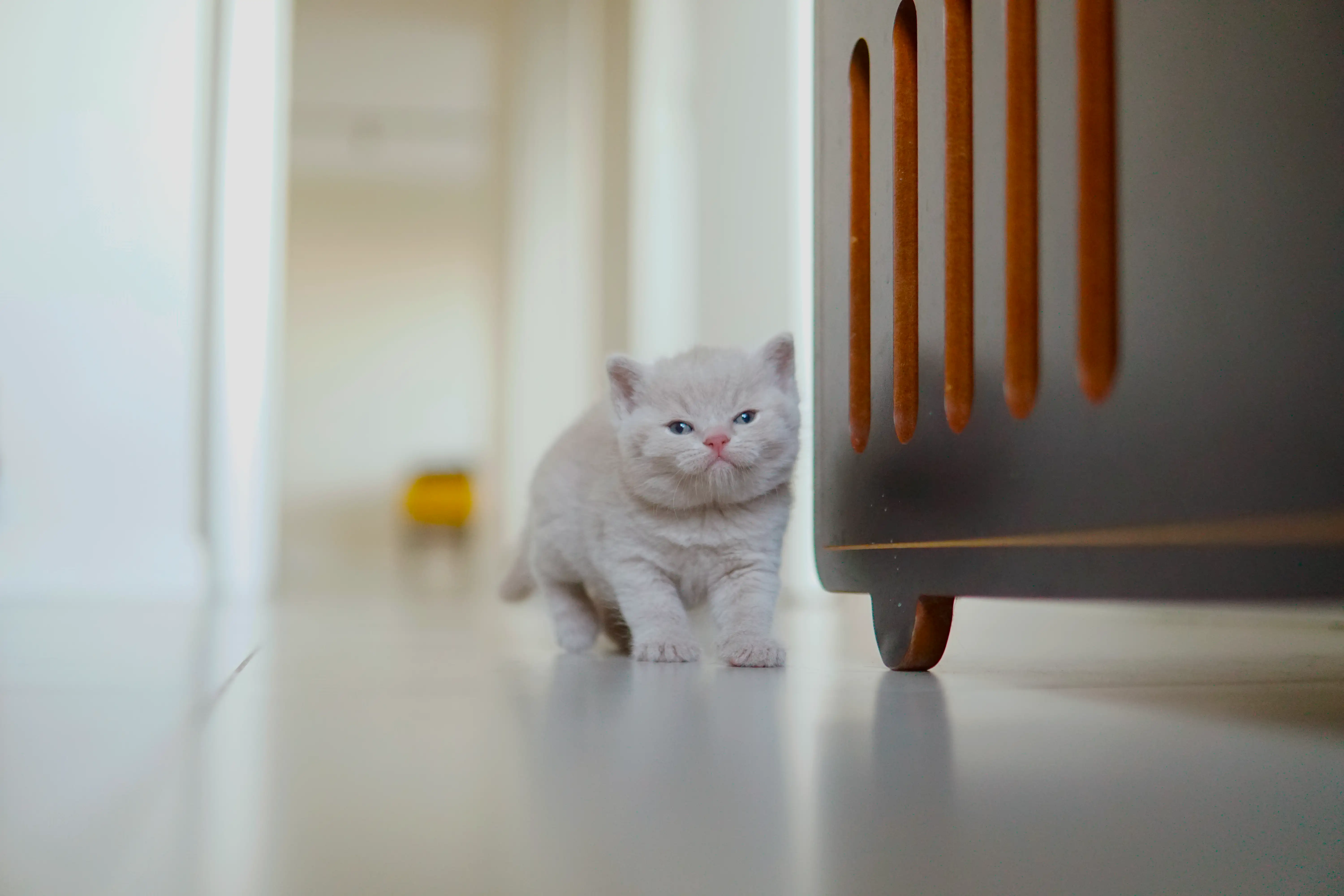 Filhote relaxando após brincar