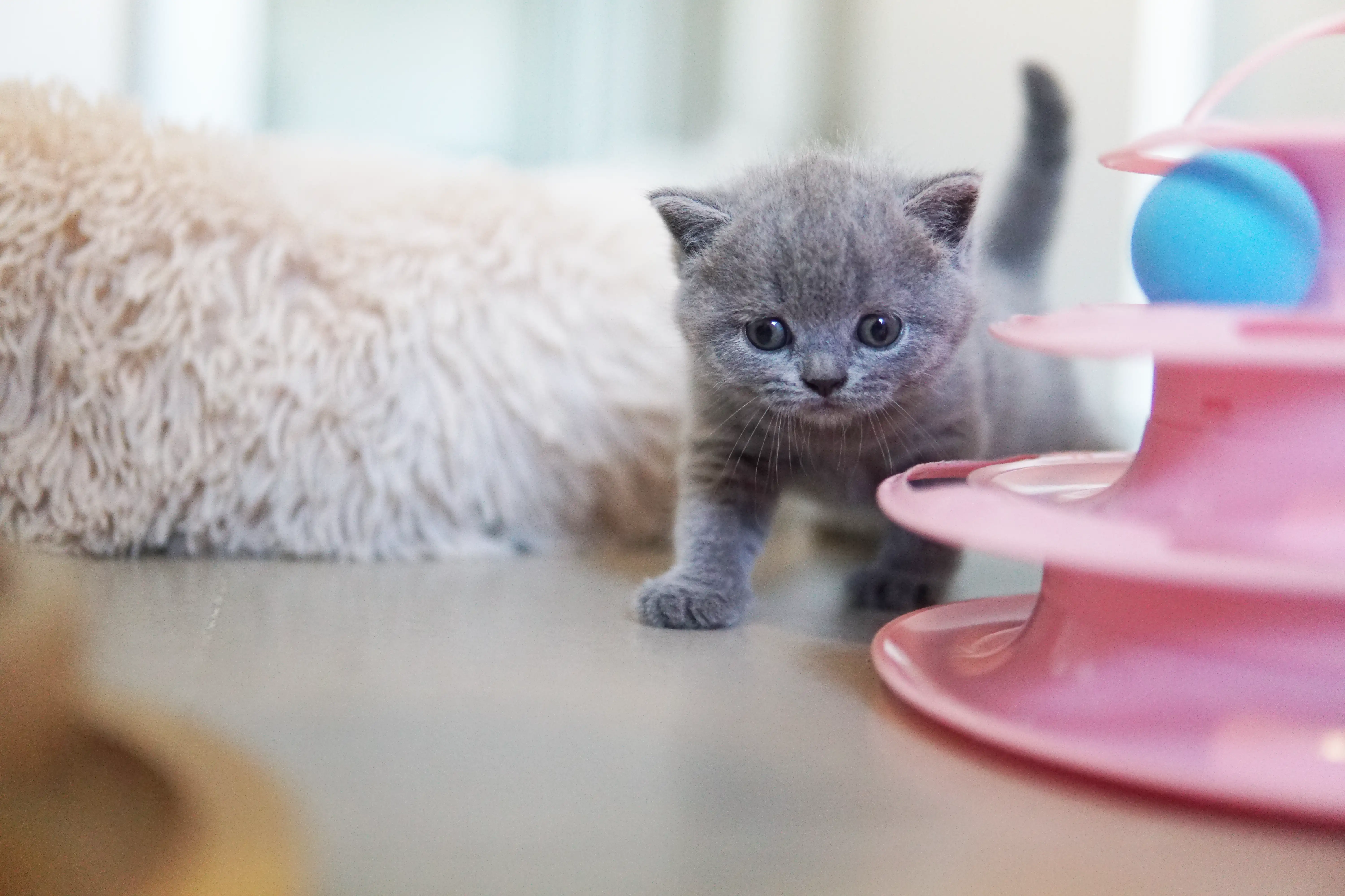 Filhote entre diversão e descanso