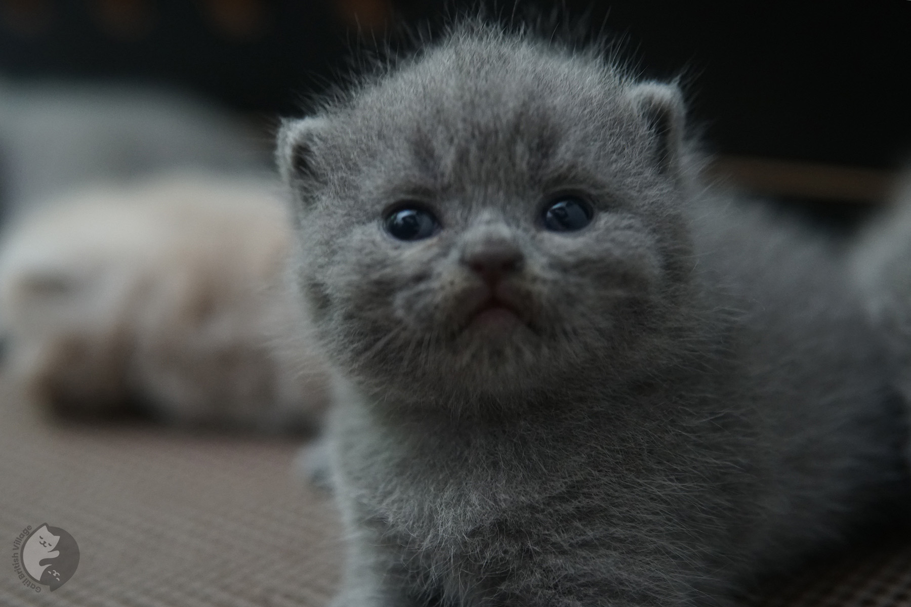 Três filhotes British Shorthair aconchegados - foto 3