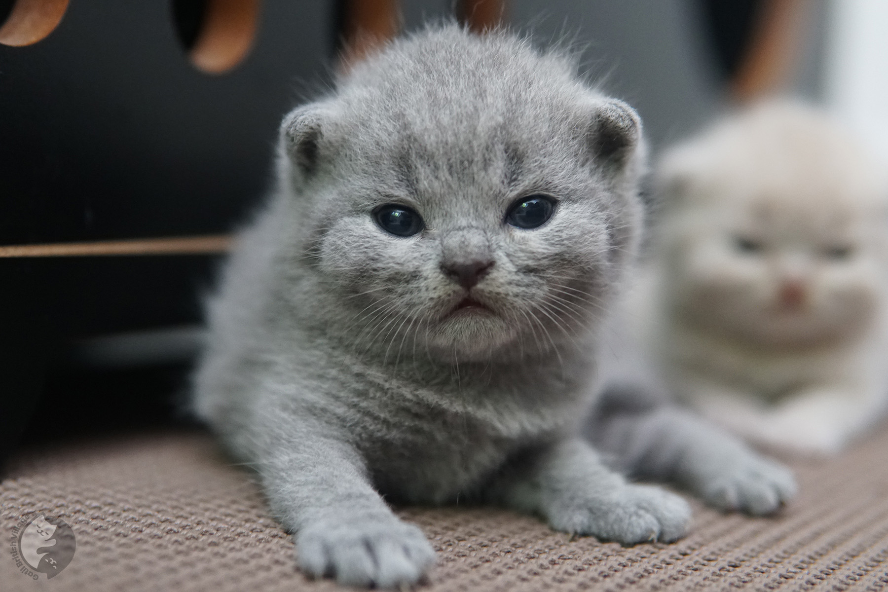 Filhote de gato da raça British Shorthair dormindo - foto 4