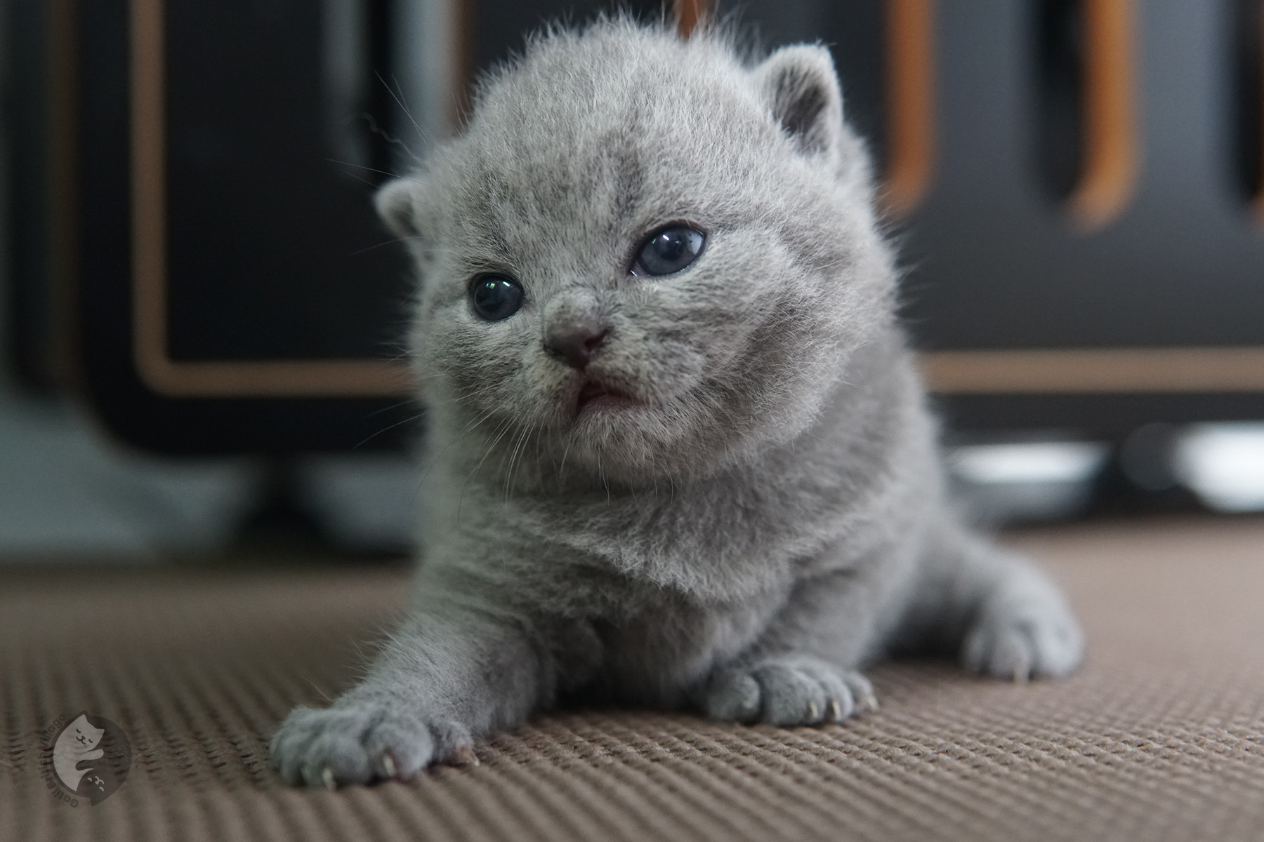 Filhote British Shorthair de olhos brilhantes - foto 6