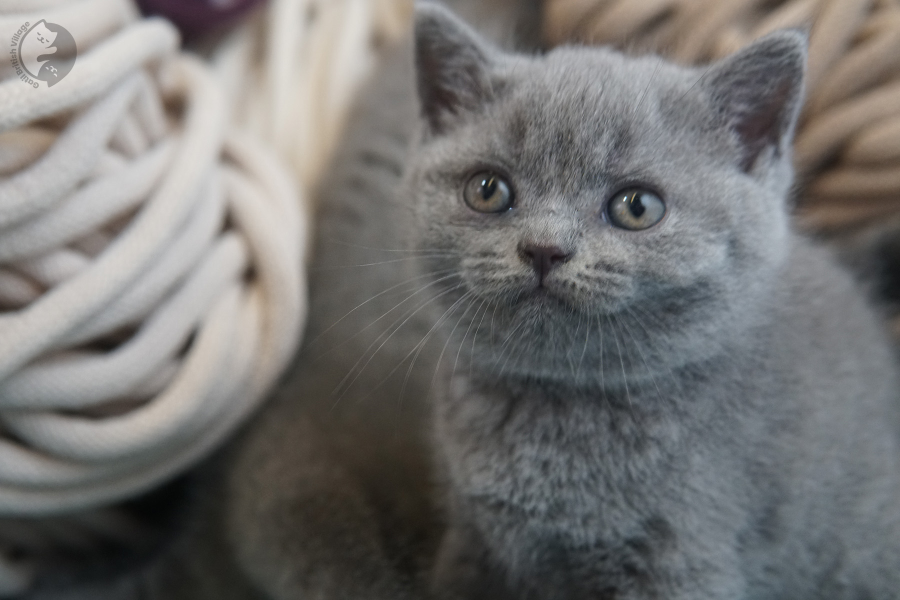Filhotes brincando - raça British Shorthair - foto 13