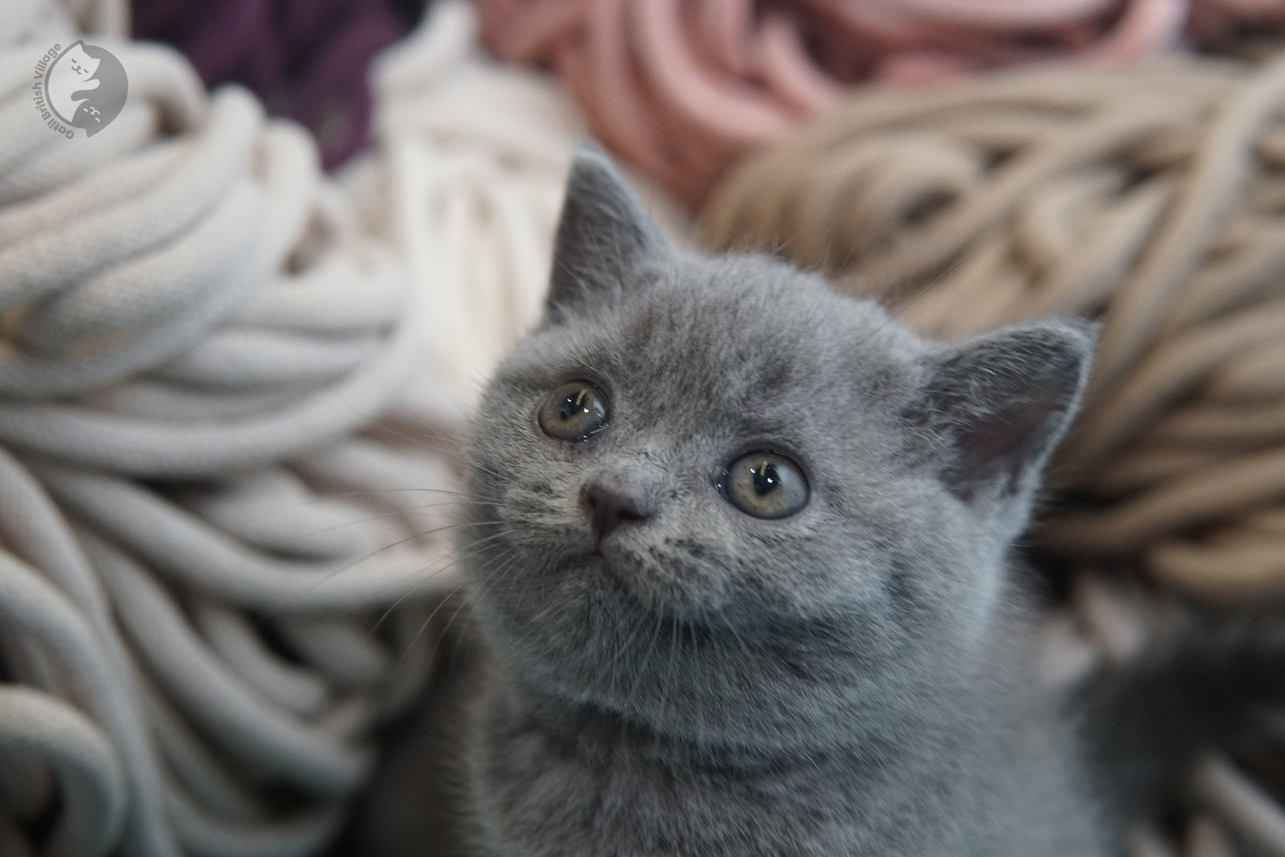 Close em gatinho British Shorthair - foto 19