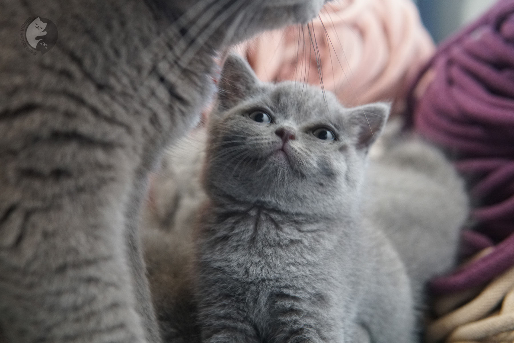 Filhote expressivo e carismático da raça British Shorthair - foto 22