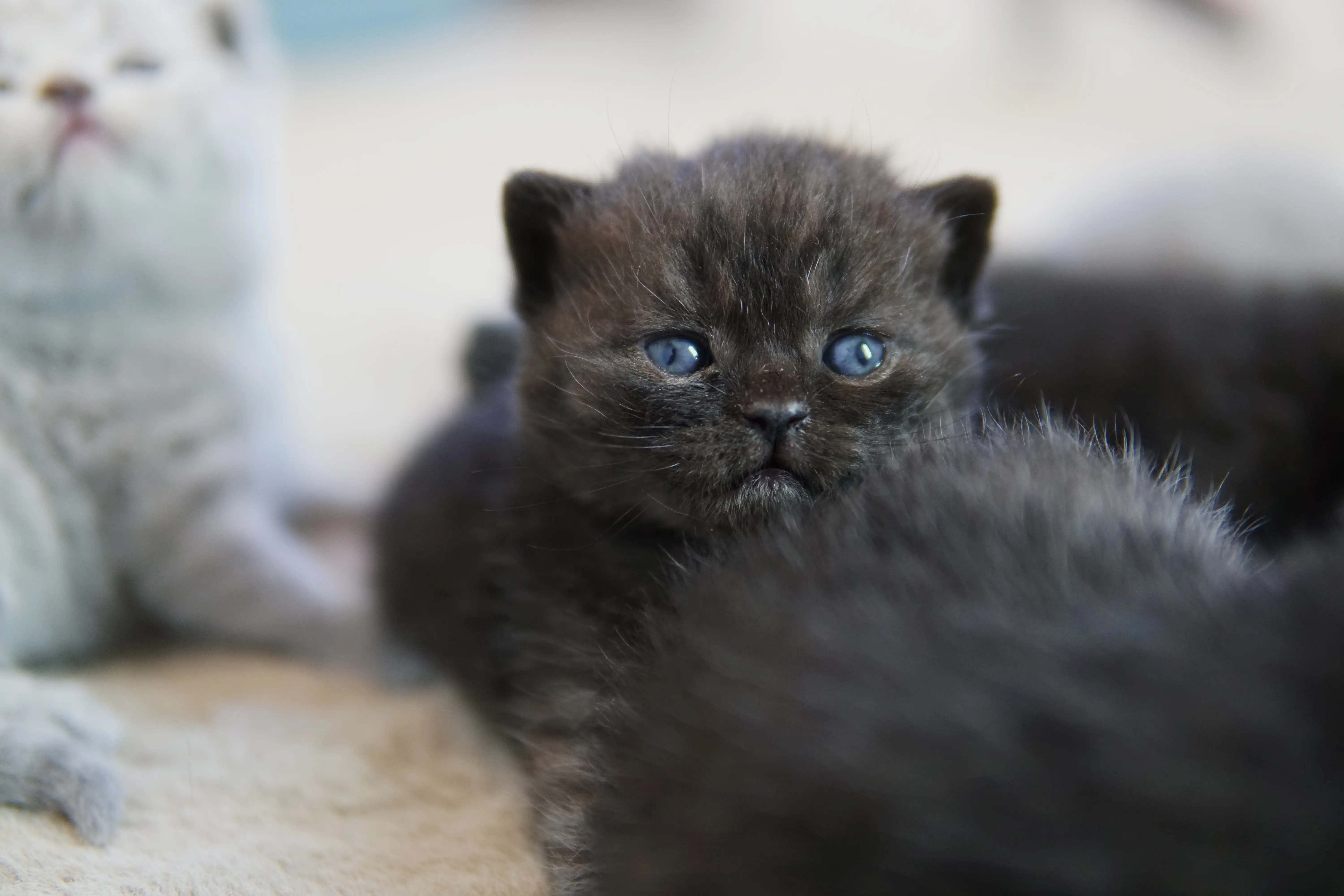 Filhote preto da raça British Shorthair deitado, com olhos azuis e expressão calma