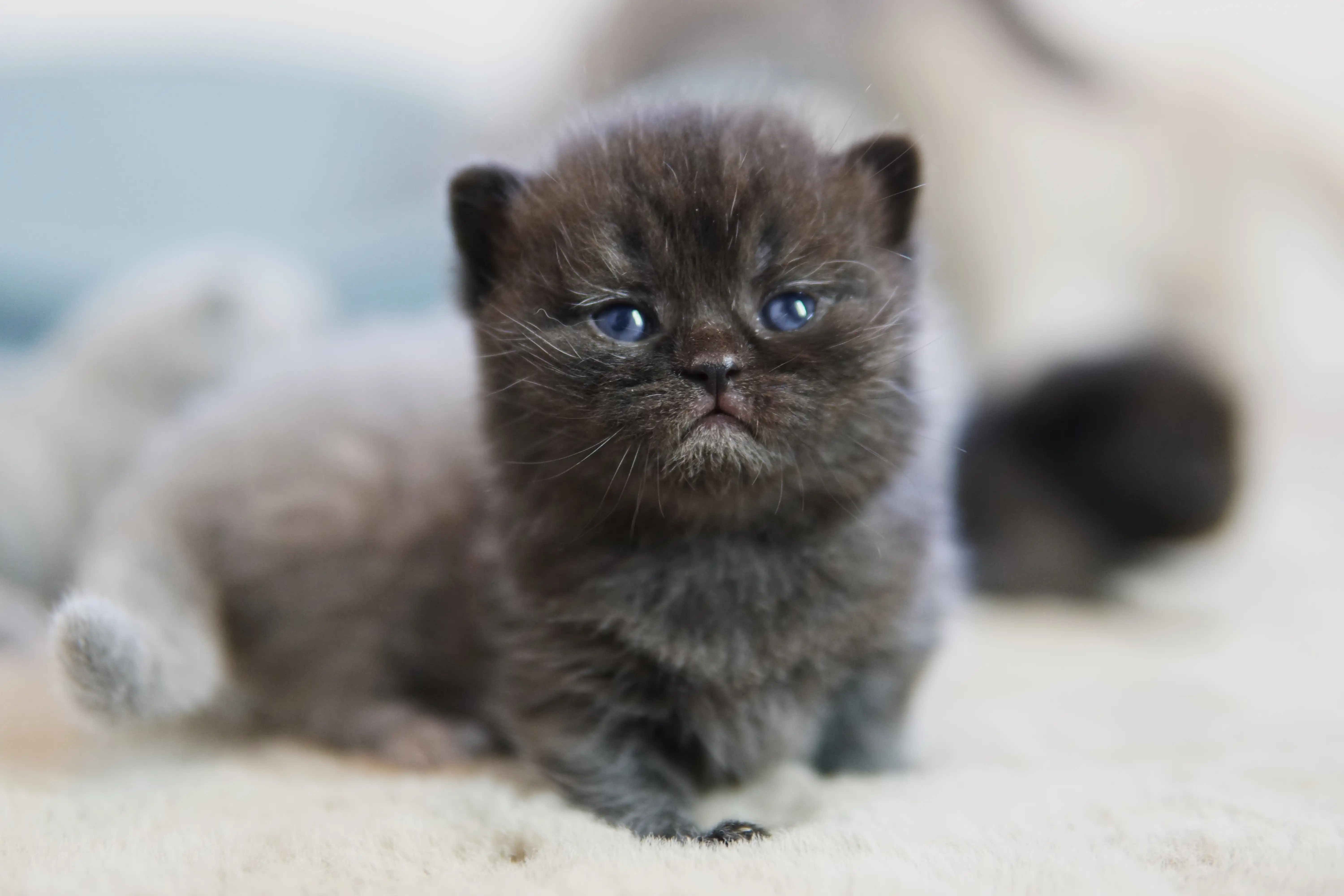 Filhote preto British Shorthair em pose ereta, com expressão serena e olhos abertos