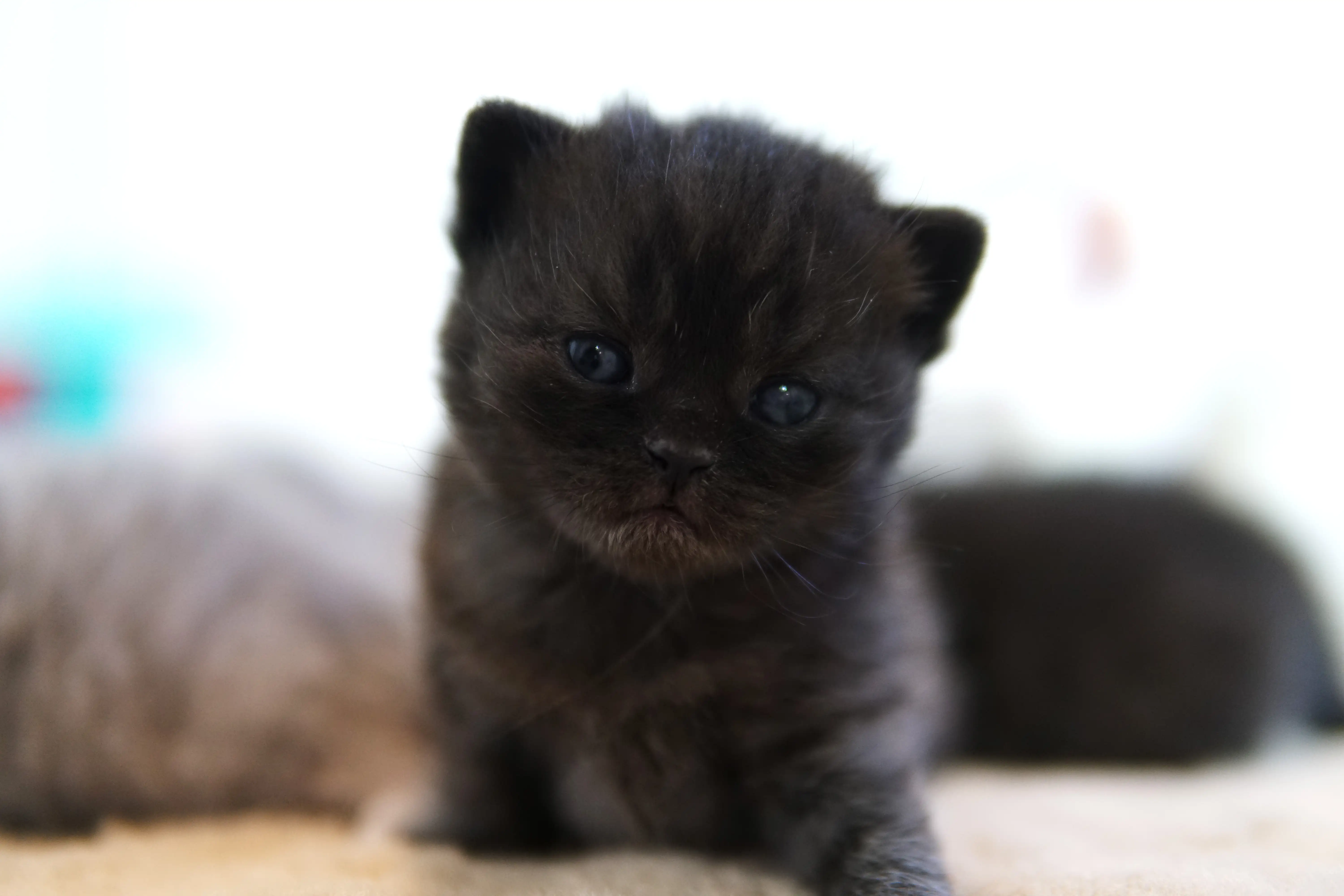 Filhote preto British Shorthair centralizado, com corpo visível e fundo claro