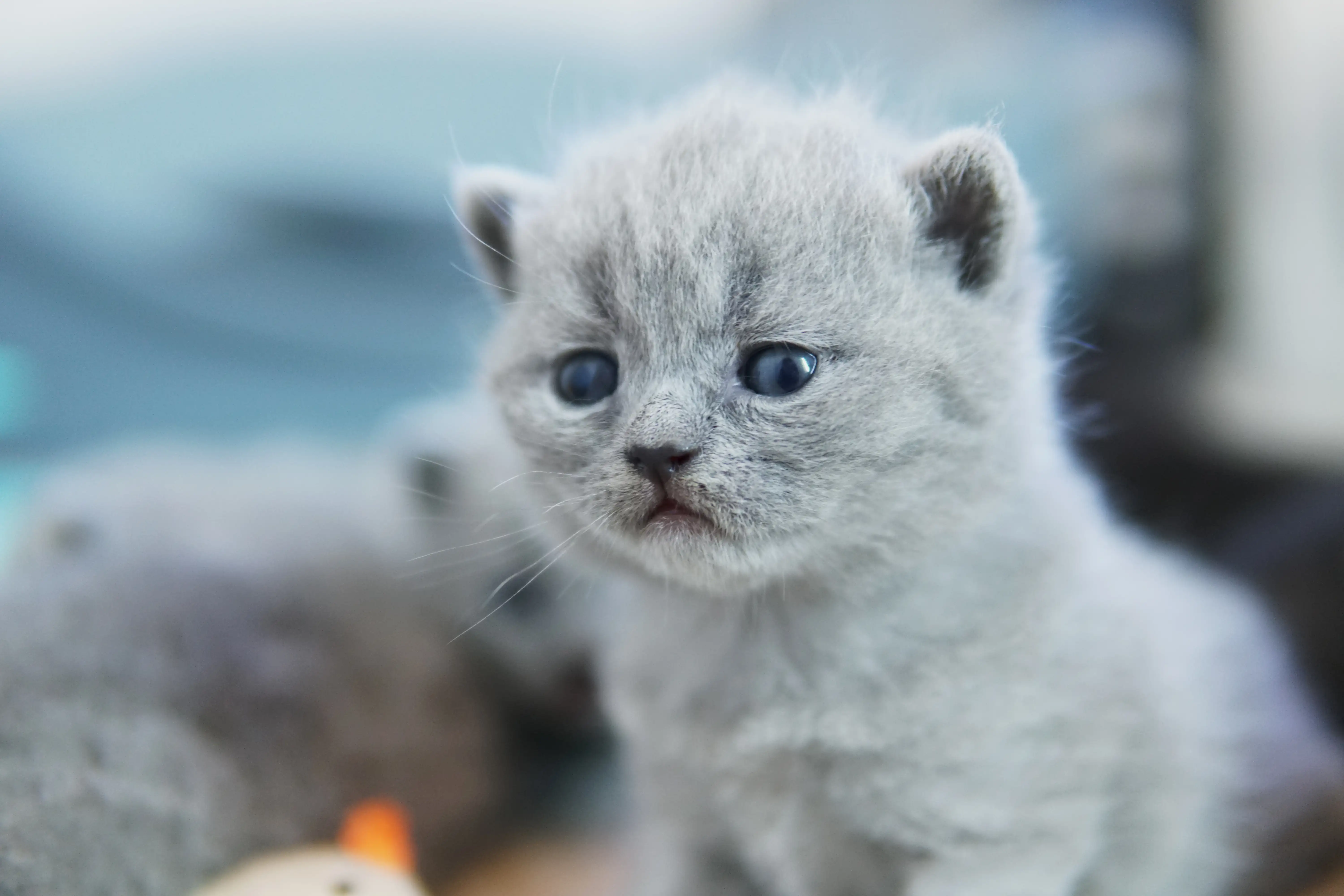 Filhote blue British Shorthair com pelagem clara e olhar delicado