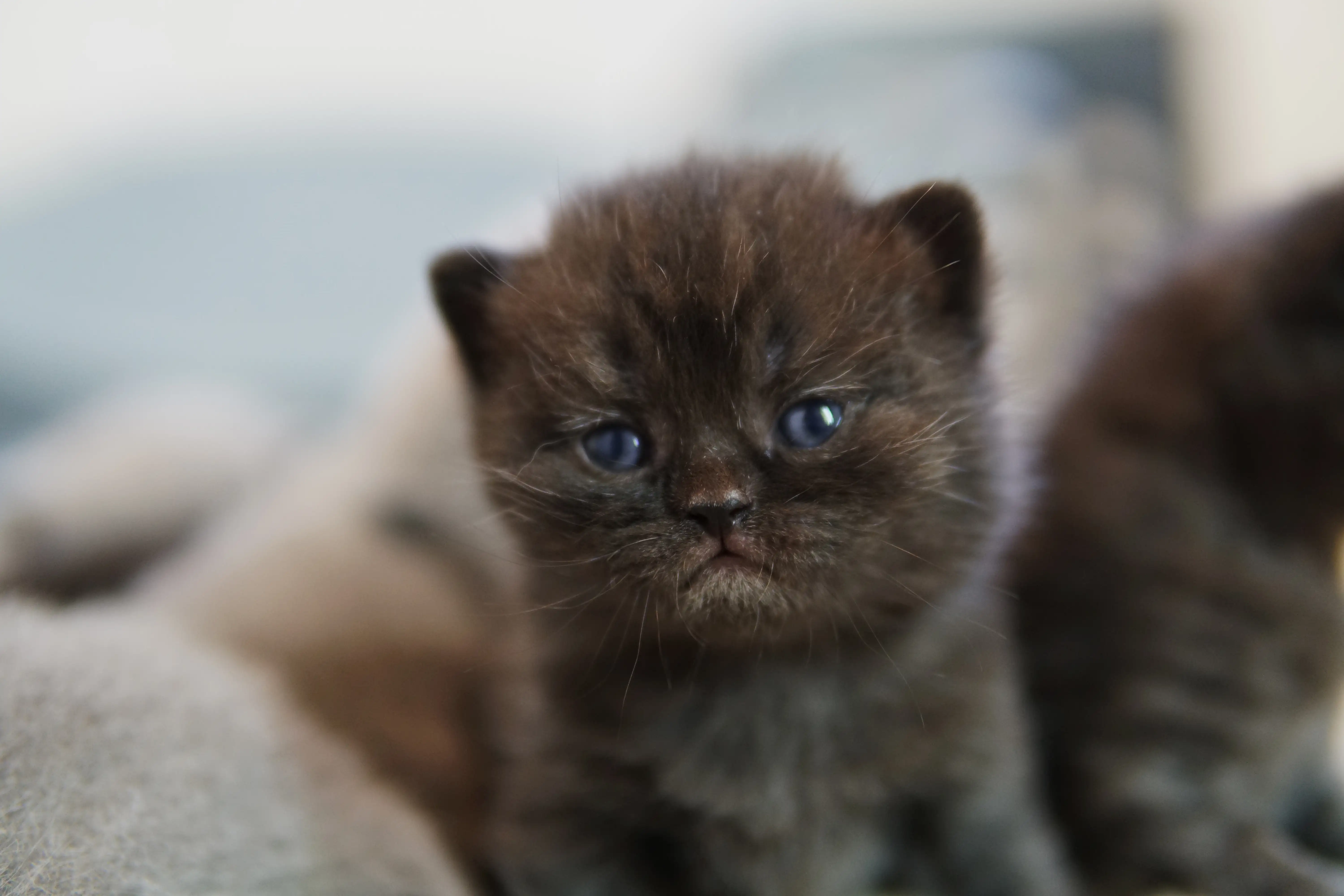 Filhote preto British Shorthair com olhar curioso, apoiado de maneira relaxada