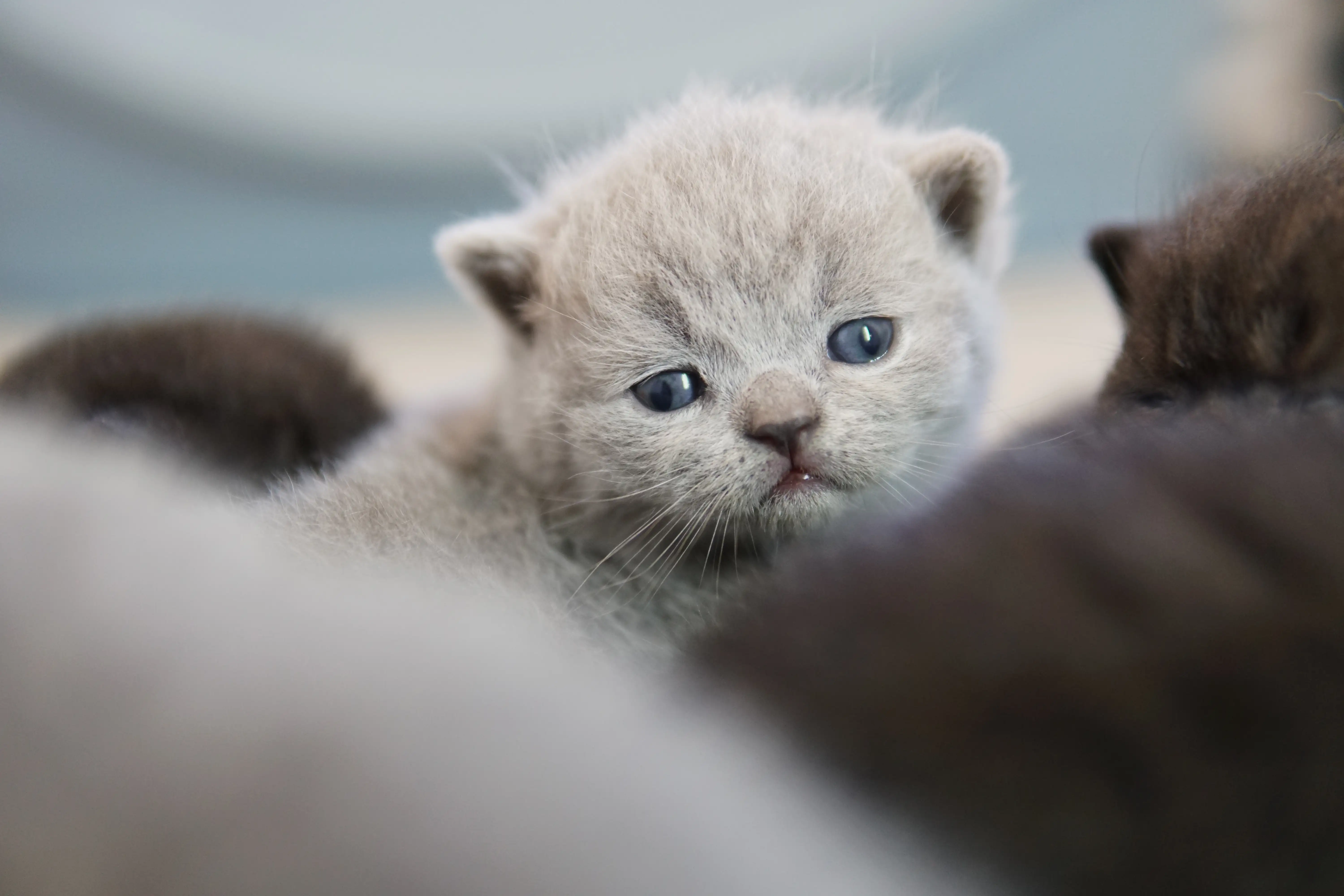 Filhote blue British Shorthair olhando com atenção, parcialmente encoberto por outro filhote