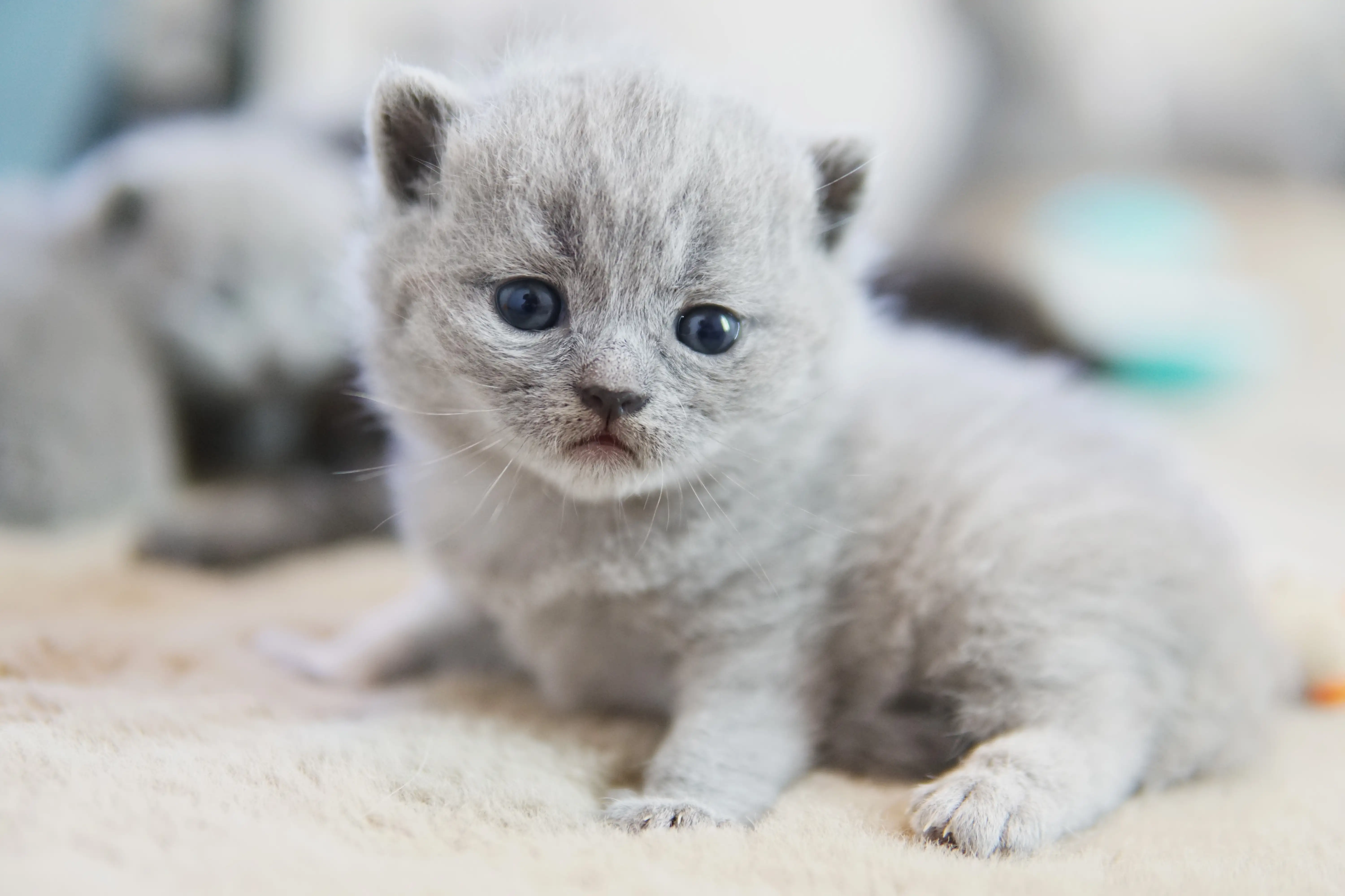 Filhote blue British Shorthair sentado com expressão suave e pelagem azul clara