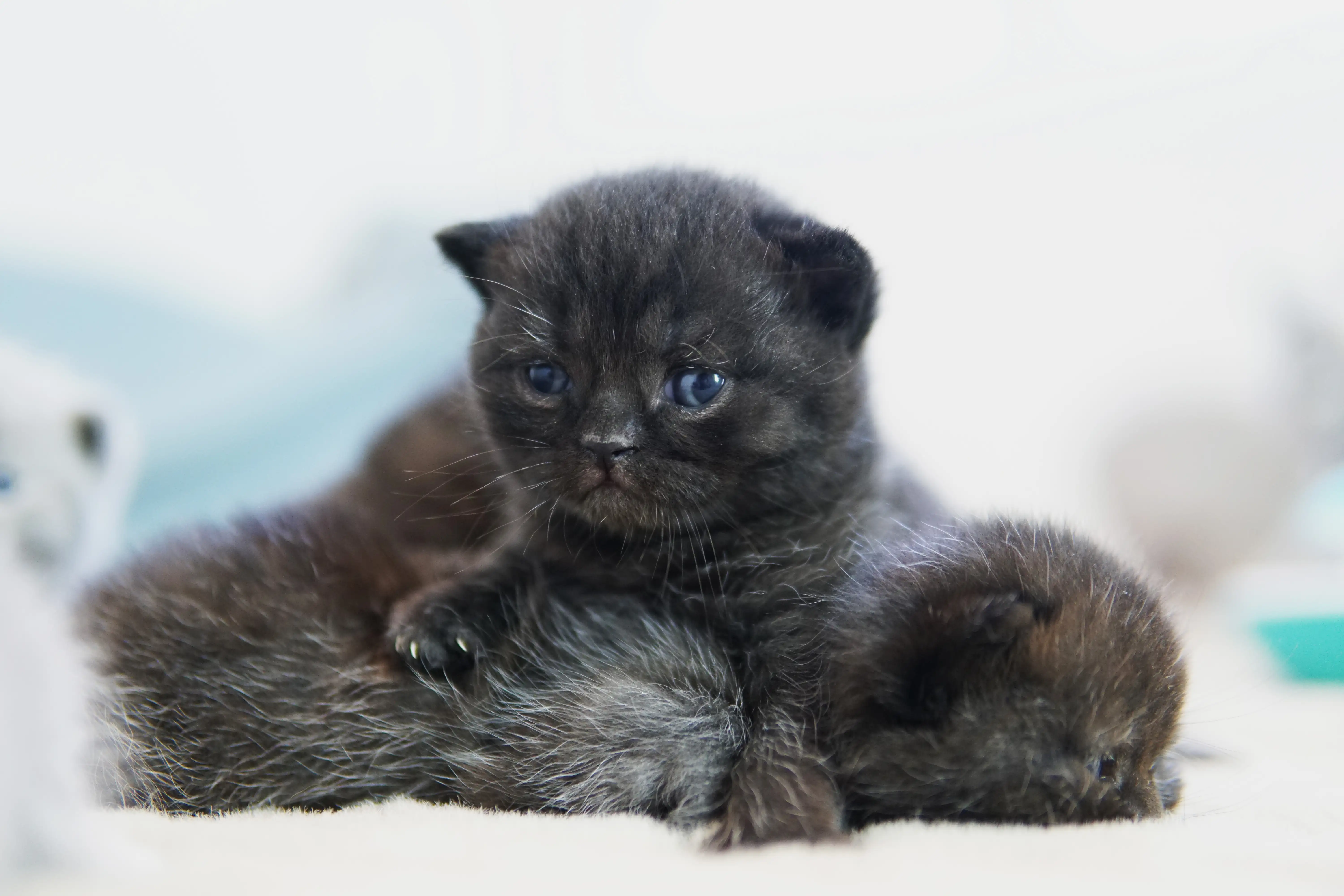 Filhote preto British Shorthair deitado sobre outro filhote, com expressão relaxada