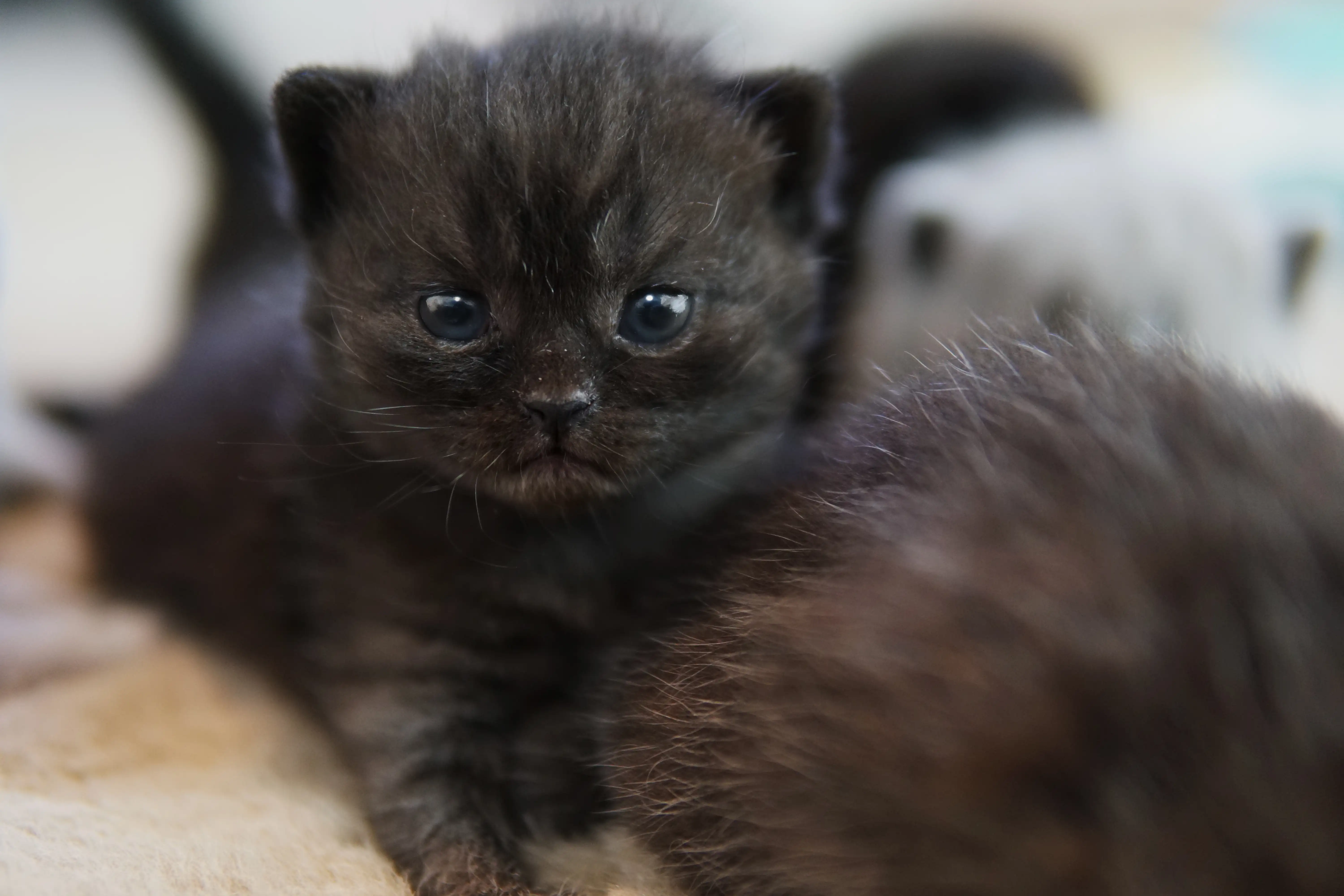 Filhote preto British Shorthair em pose frontal, encarando a câmera com intensidade