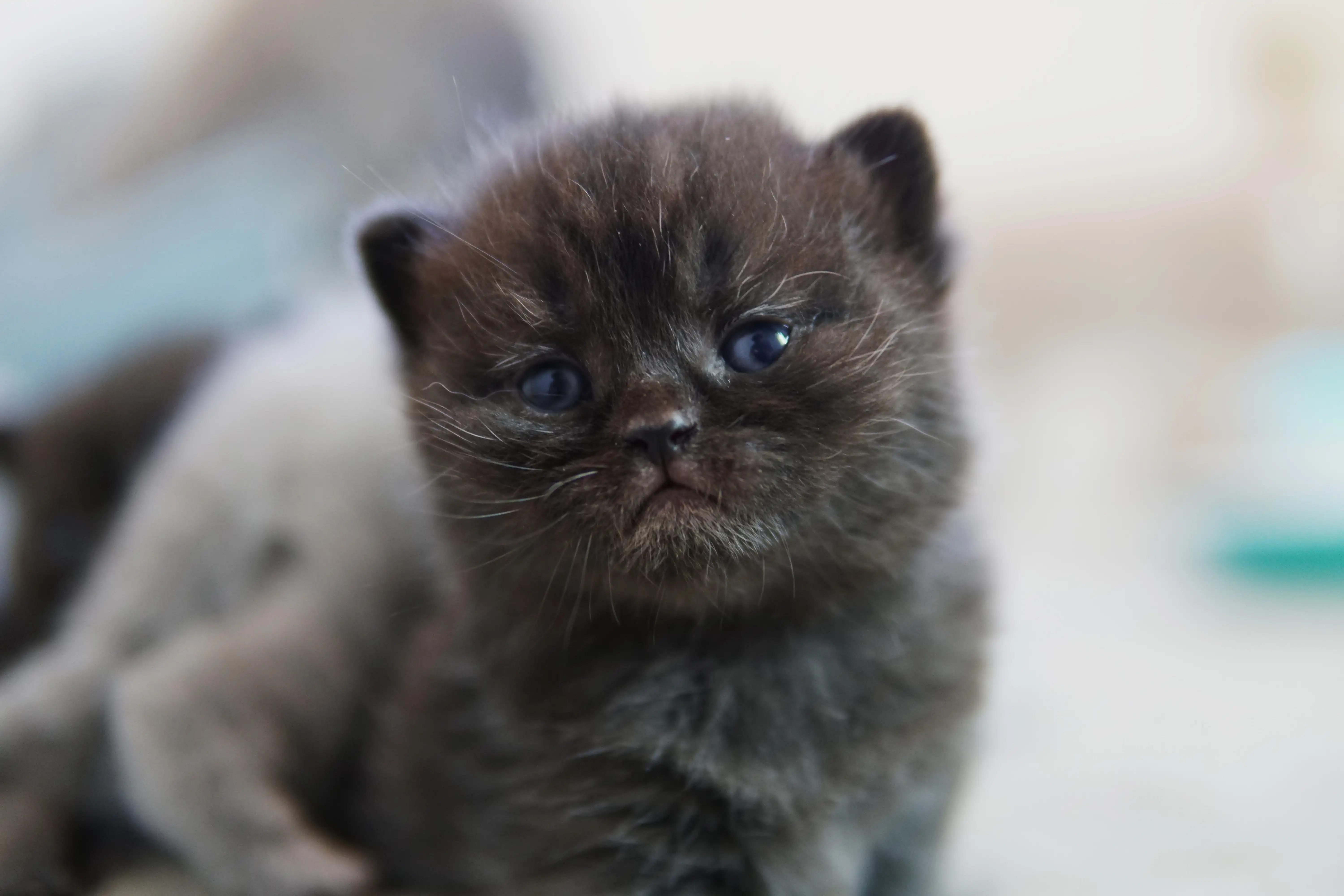 Filhote preto British Shorthair com olhar curioso e olhos bem abertos