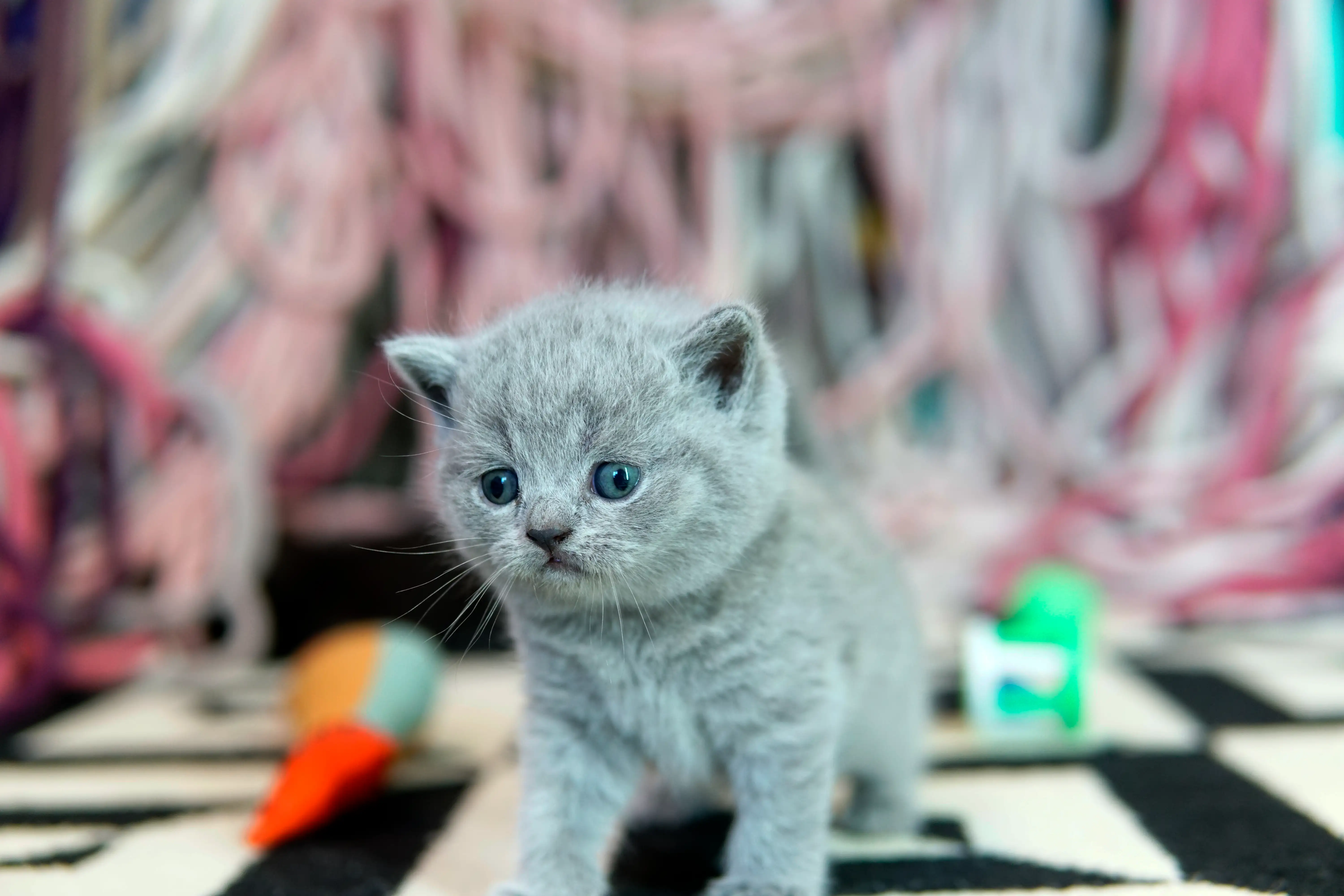 Filhote blue British Shorthair em pé sobre tapete, cercado por brinquedos coloridos