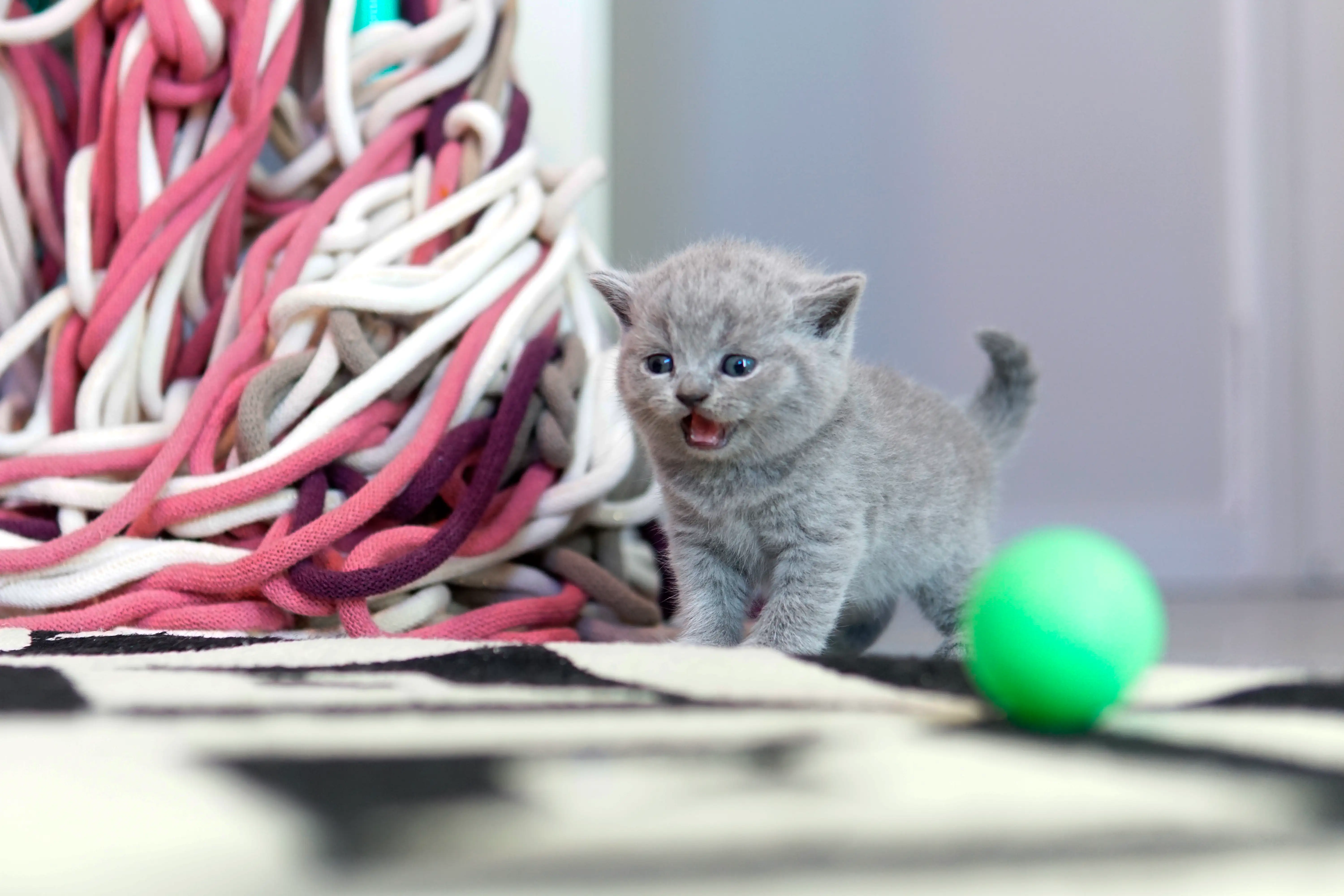 Capa da ninhada Ninhada 09 de setembro de 2025