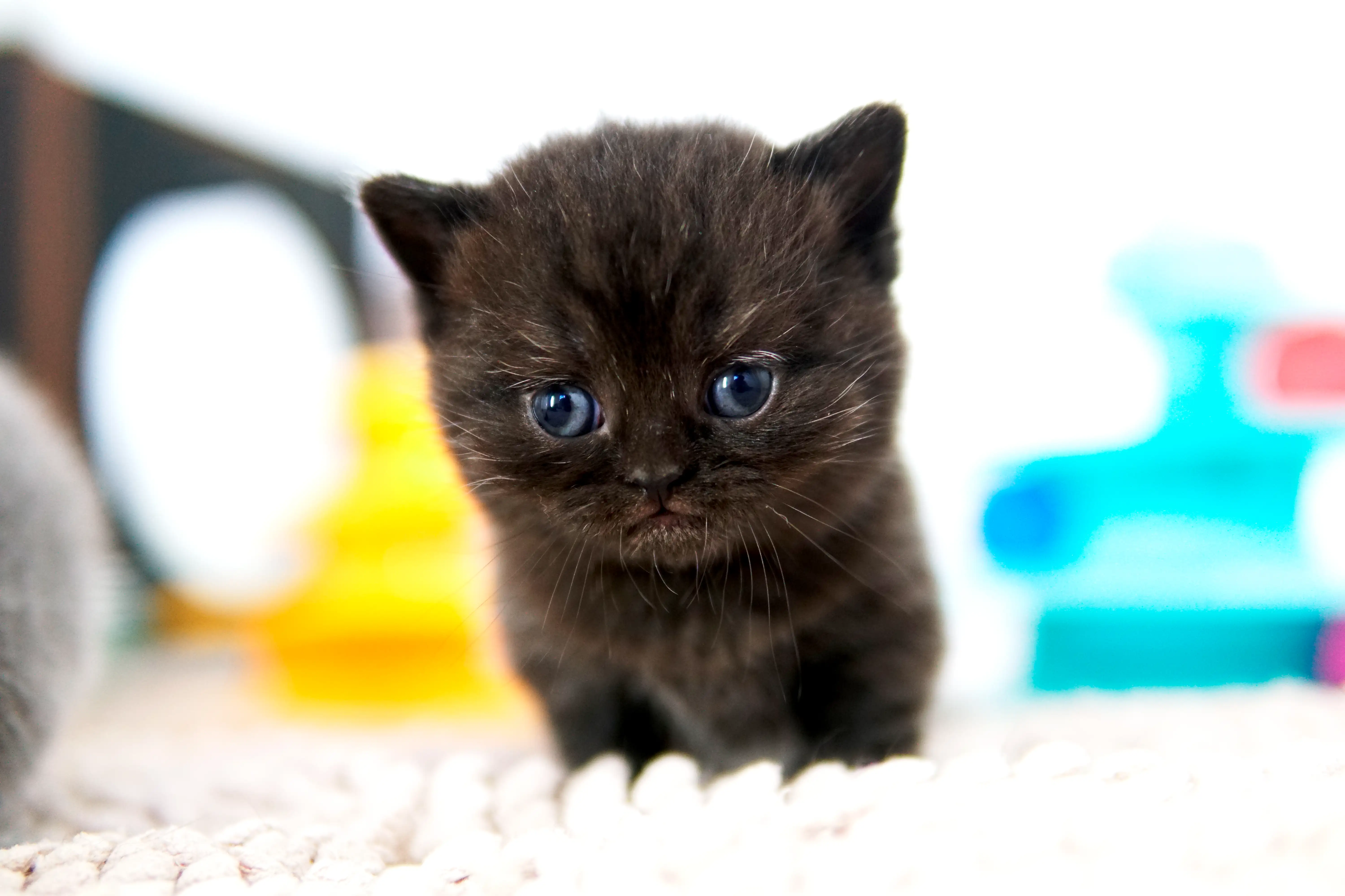 Filhote preto British Shorthair sentado, com expressão atenta e corpo voltado para frente