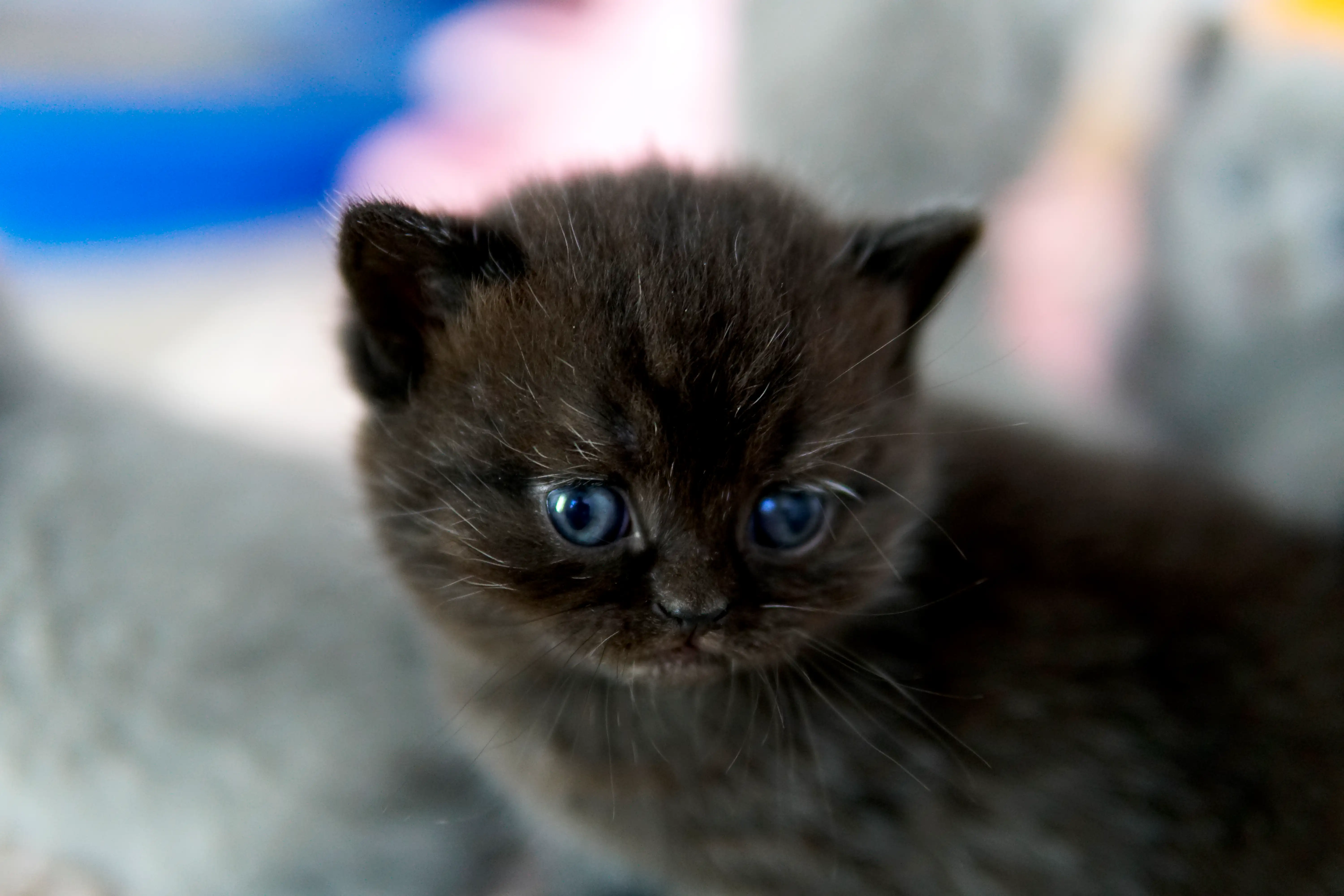 Filhote preto British Shorthair olhando de lado com atenção