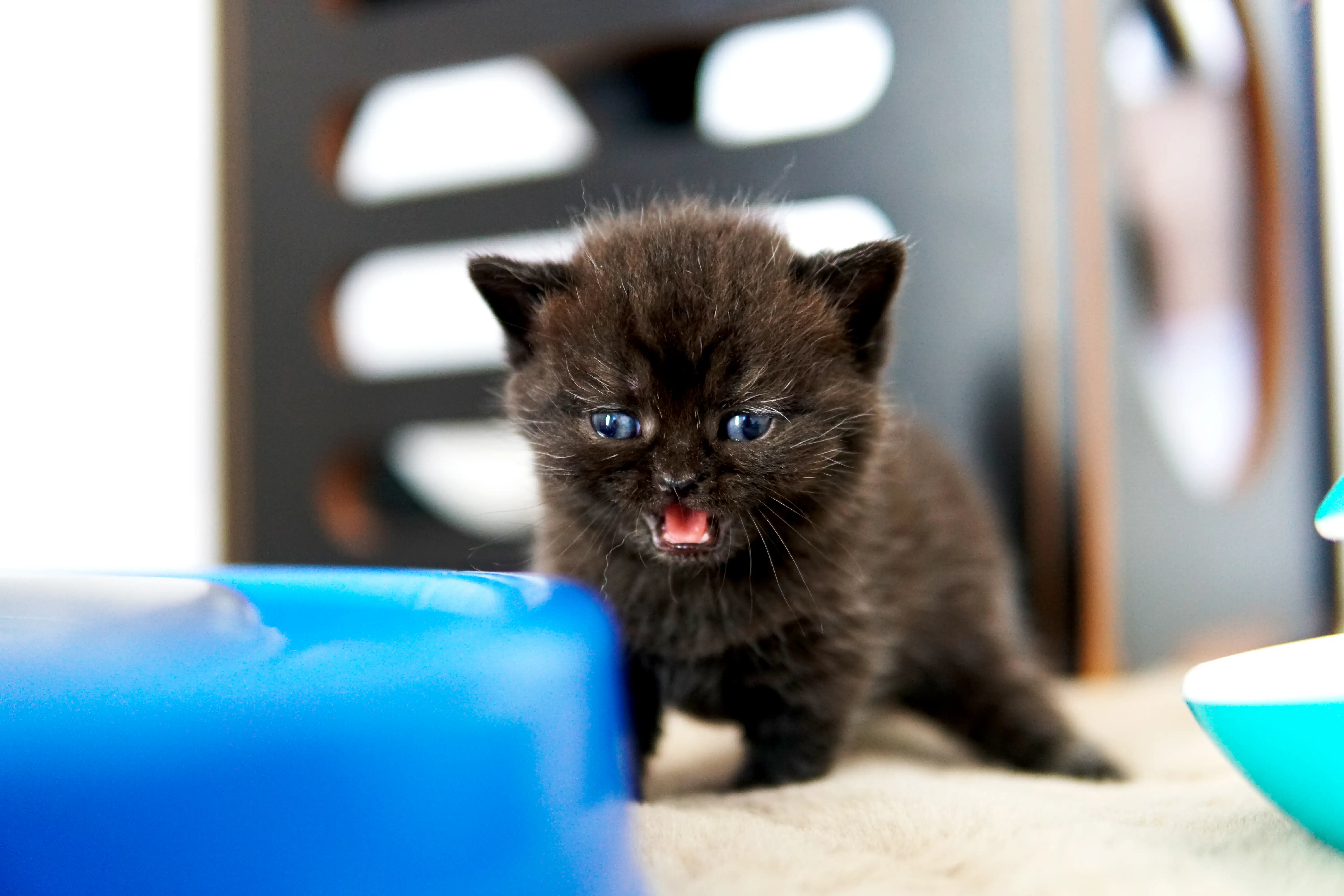 Filhote preto British Shorthair com a boca aberta ao lado de brinquedo azul