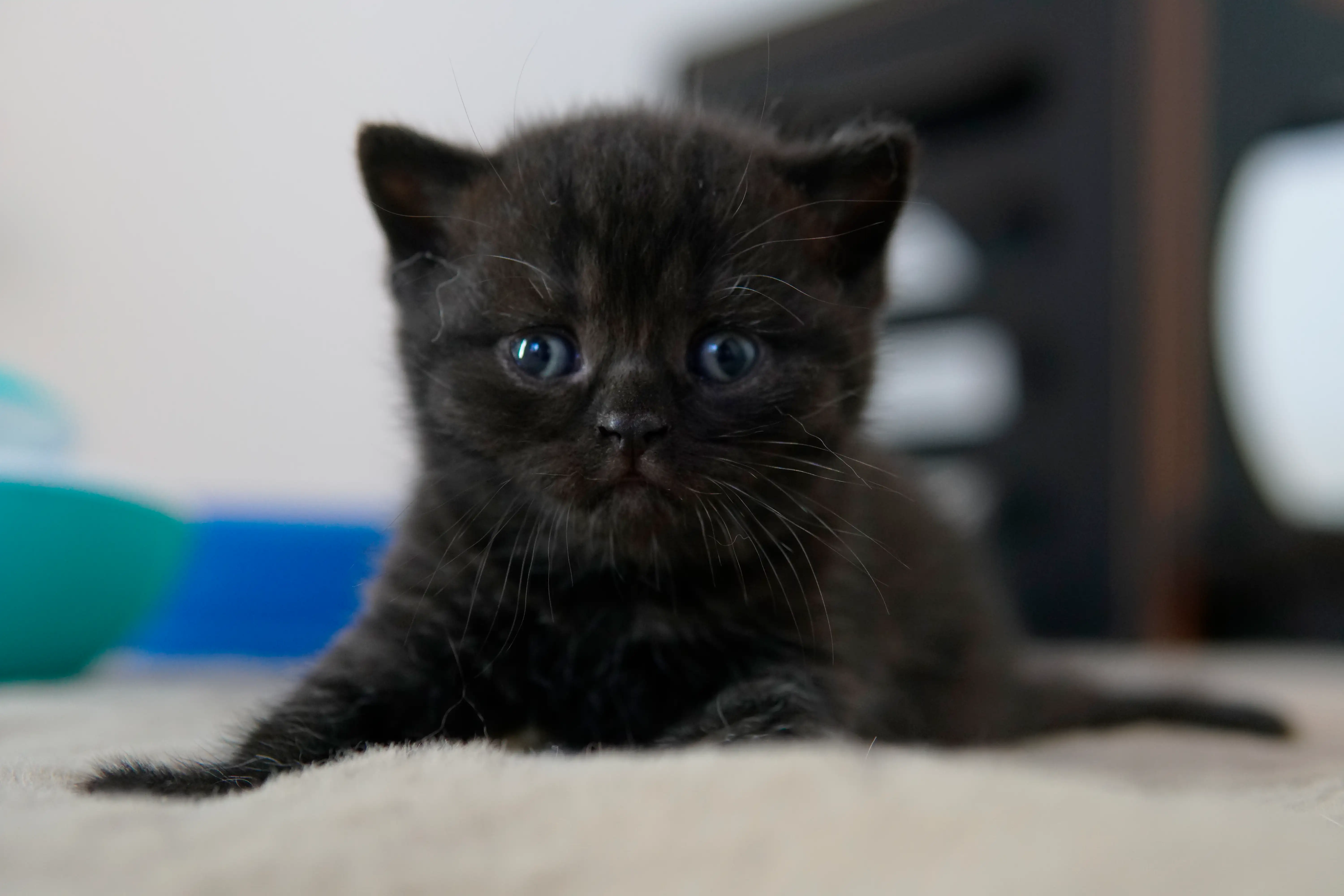 Filhote preto British Shorthair deitado com cabeça erguida e olhar direto
