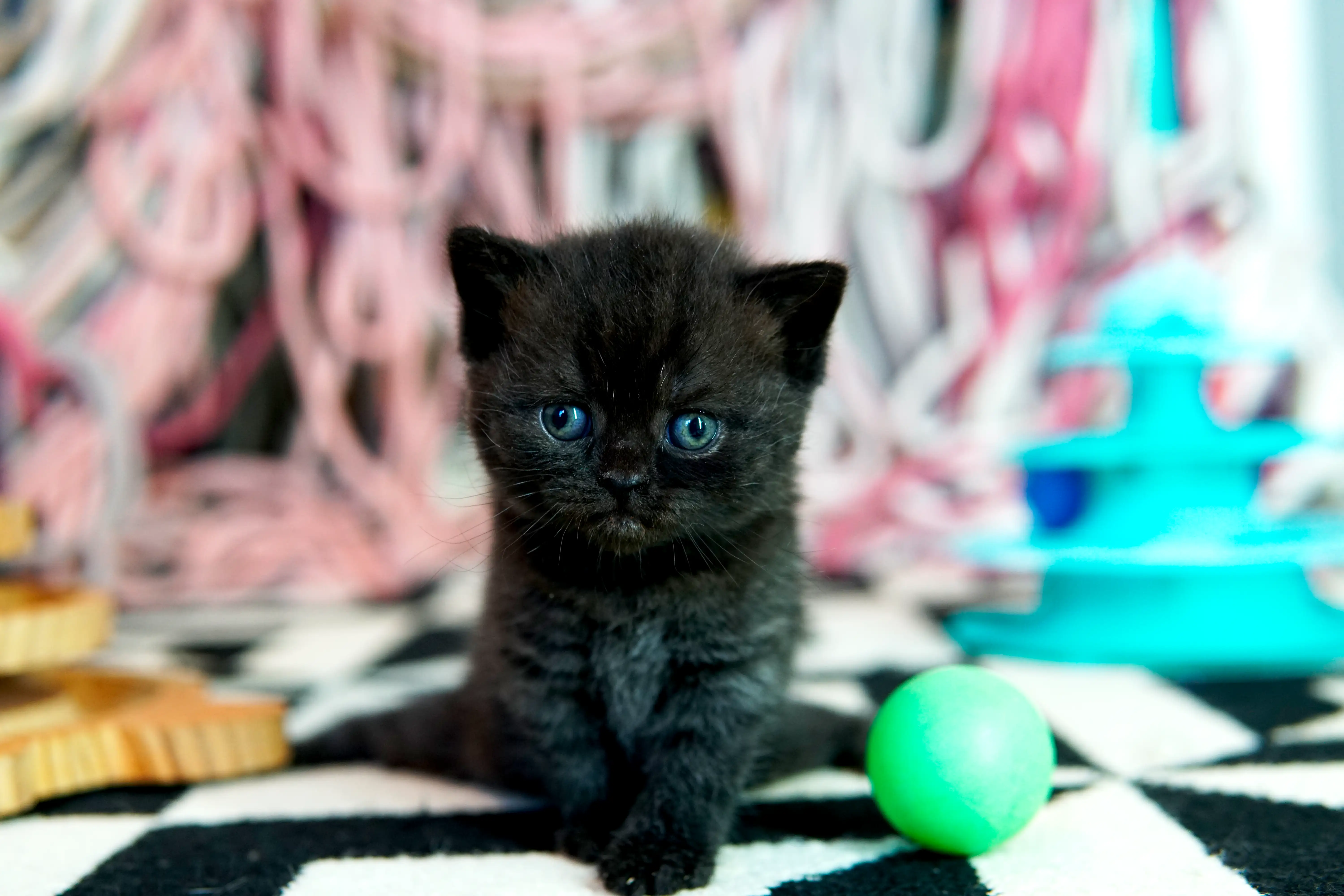 Filhote preto British Shorthair sentado sobre tapete preto e branco ao lado de bola verde