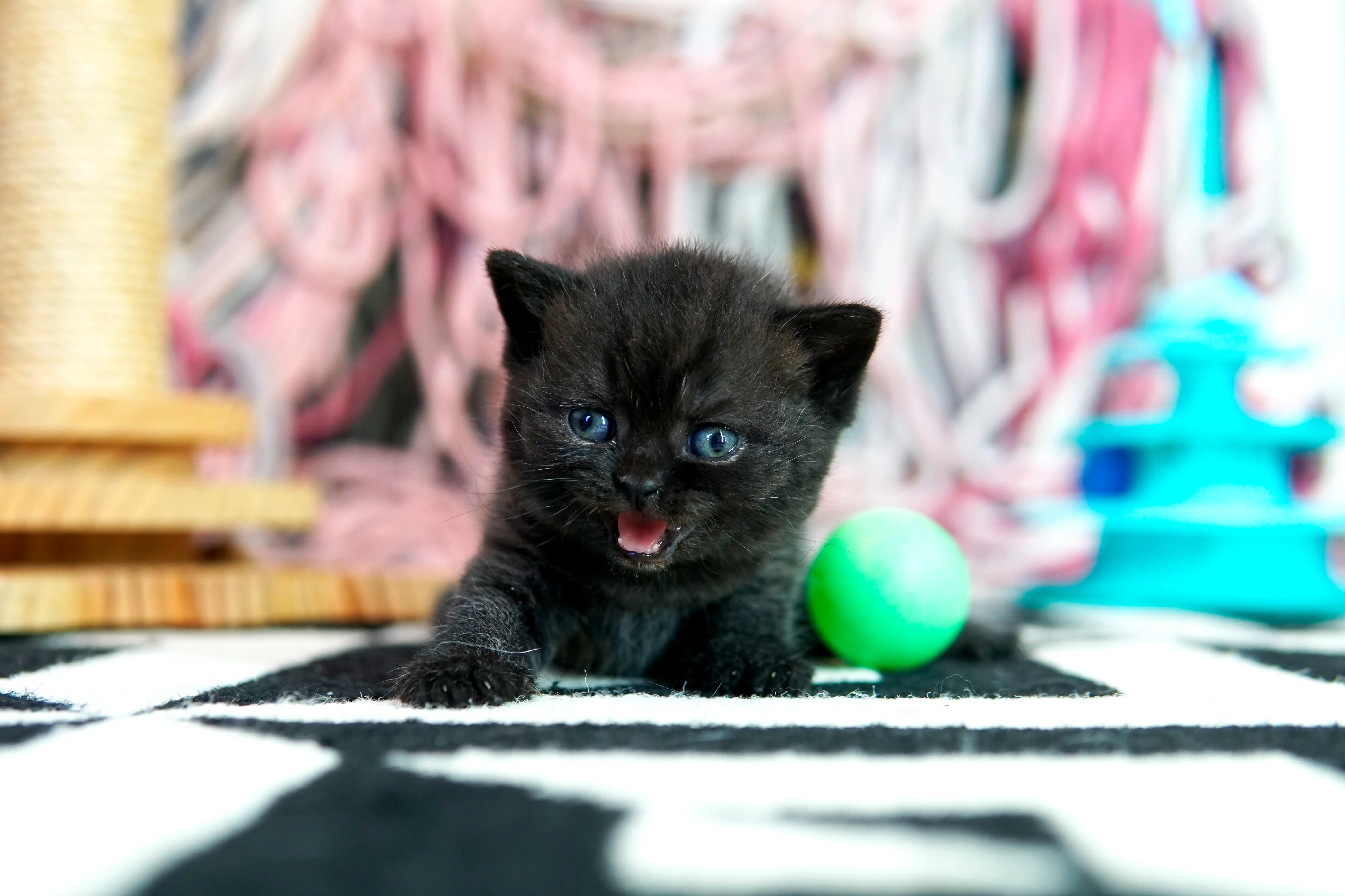 Filhote preto British Shorthair deitado com a boca aberta ao lado de brinquedo verde
