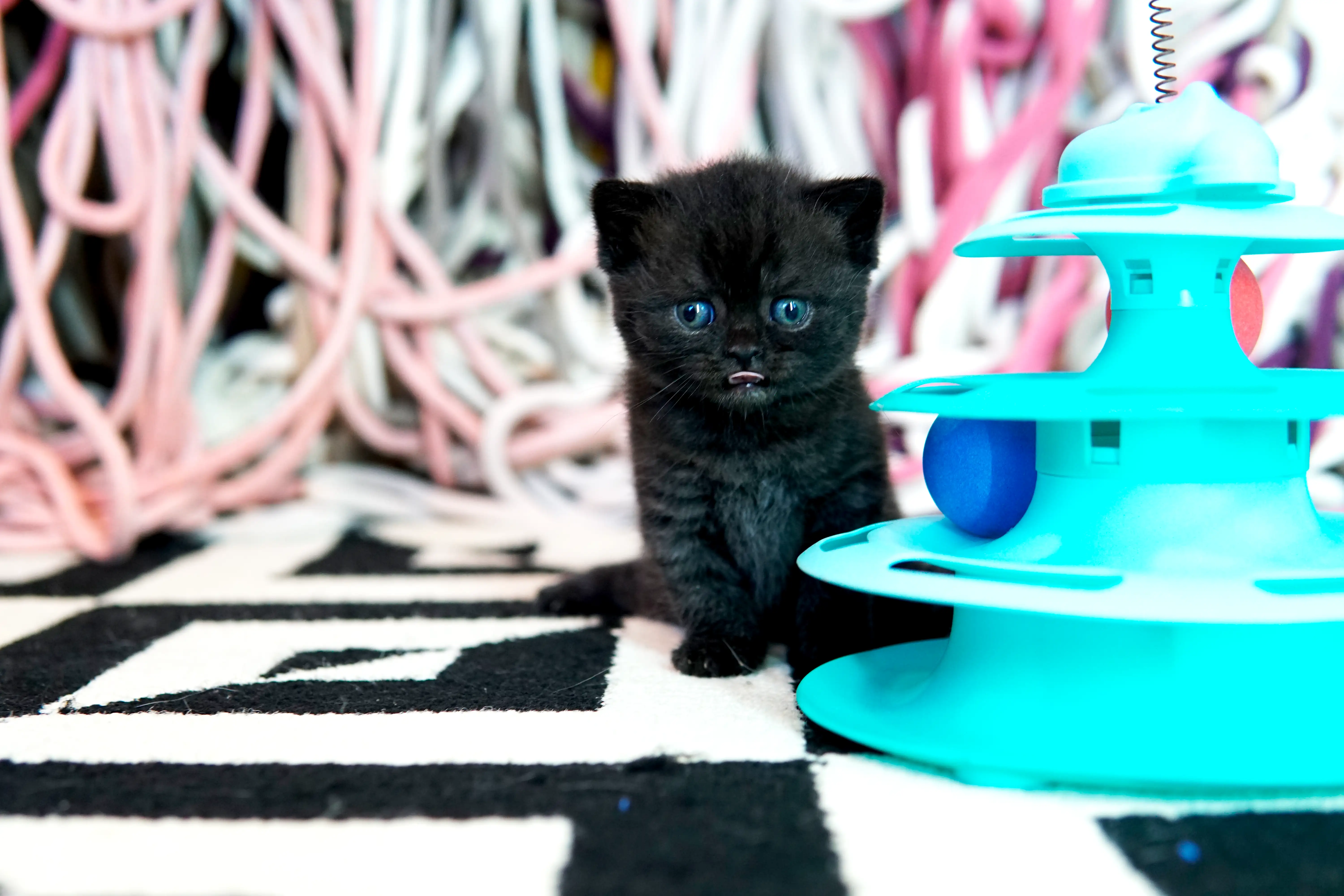 Filhote preto British Shorthair sentado ao lado de brinquedo azul em torre circular