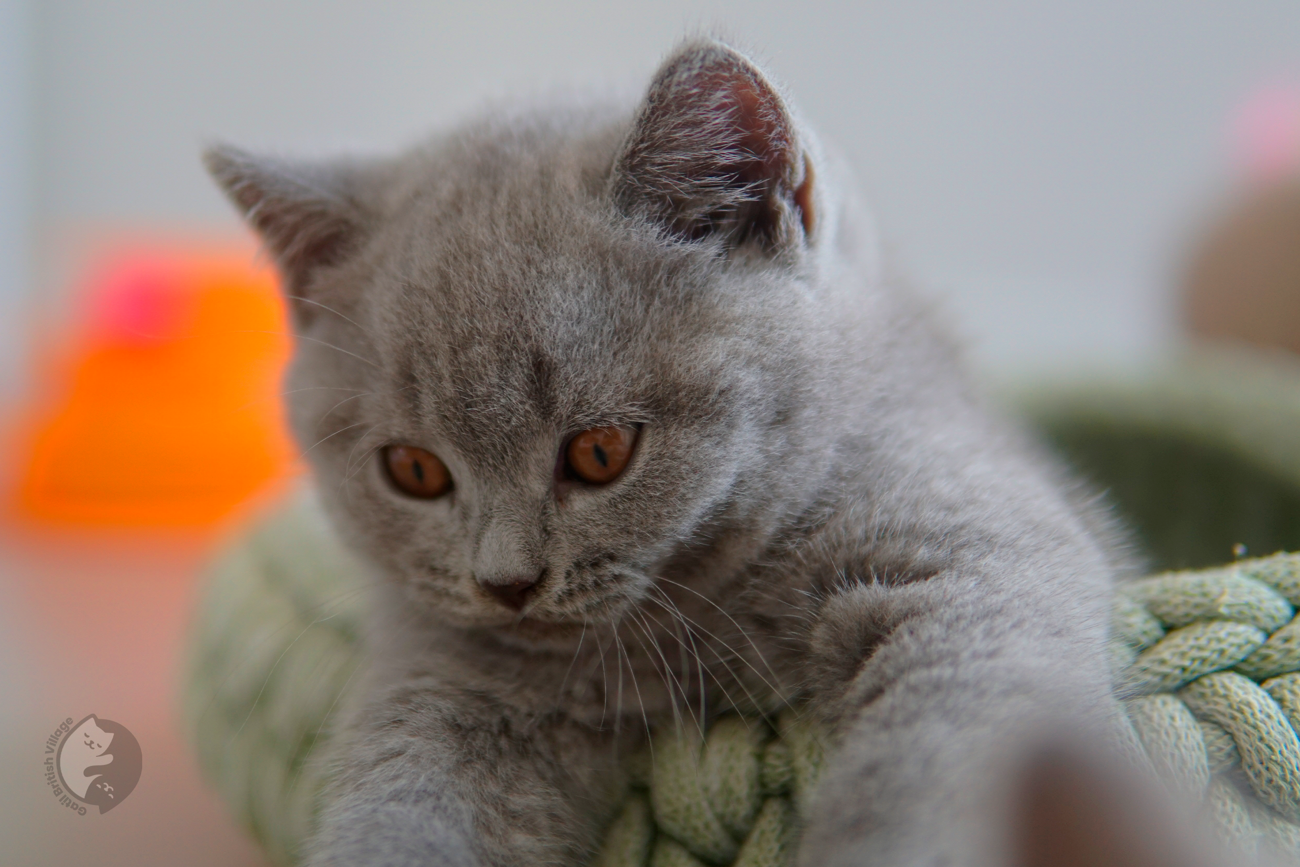 Filhote British Shorthair lilac brincando com um brinquedo de pelúcia, ao lado de outro filhote