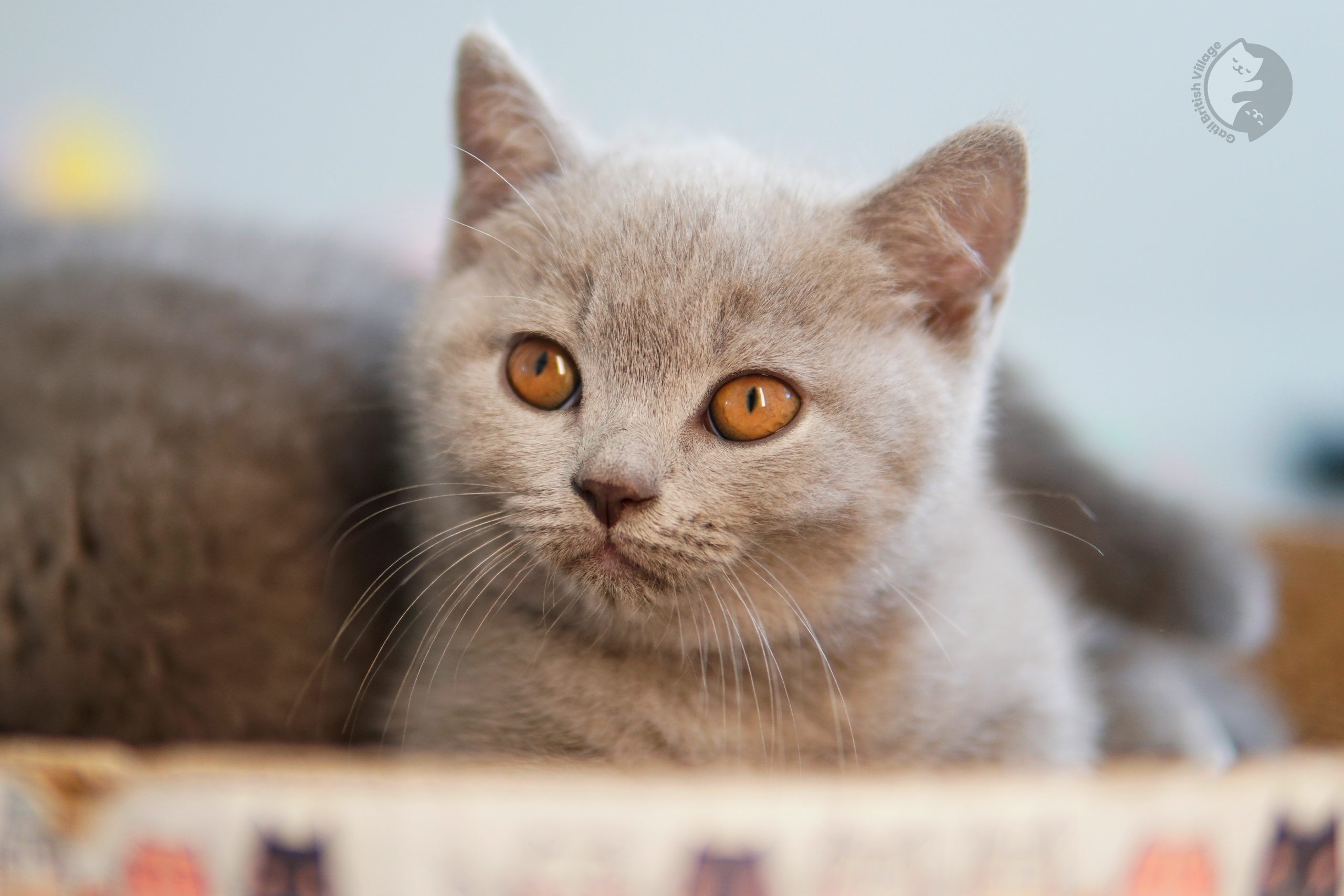 Filhote British Shorthair blue deitado entre almofadas felpudas, com expressão de serenidade