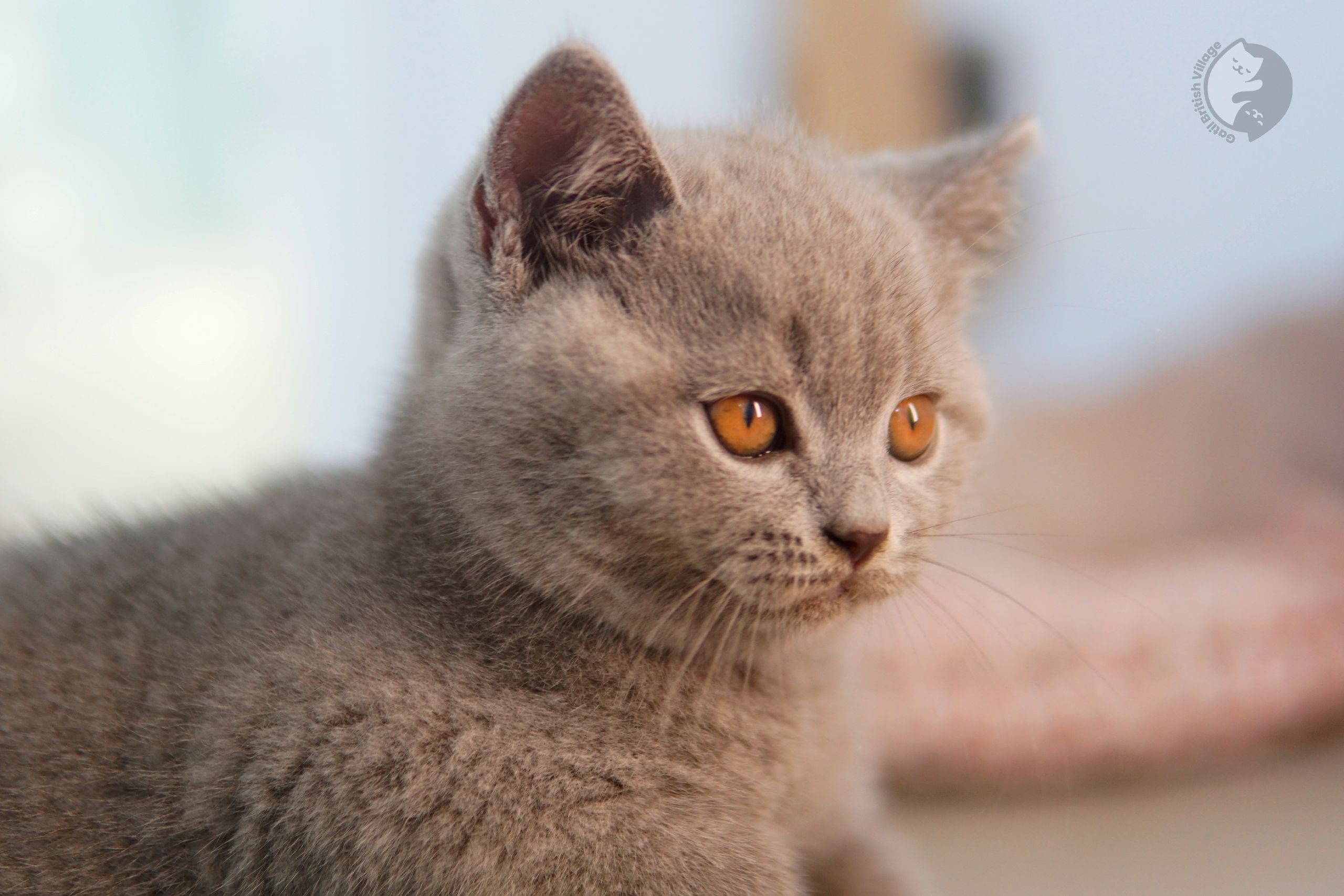Filhote British Shorthair blue com as orelhas em alerta, sob luz natural suave
