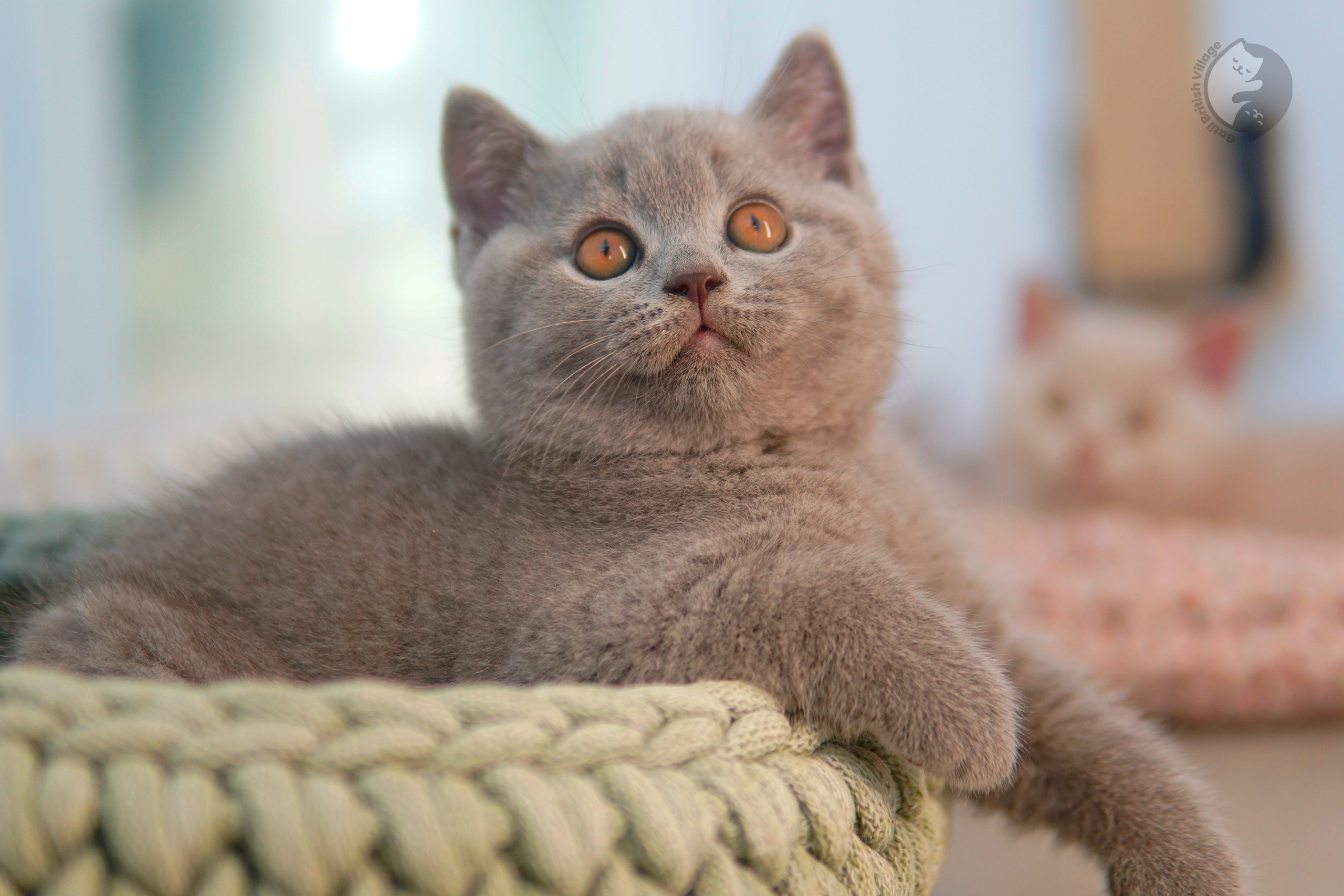 Filhote British Shorthair blue enrolado na manta rosa clara, em estúdio com fundo neutro