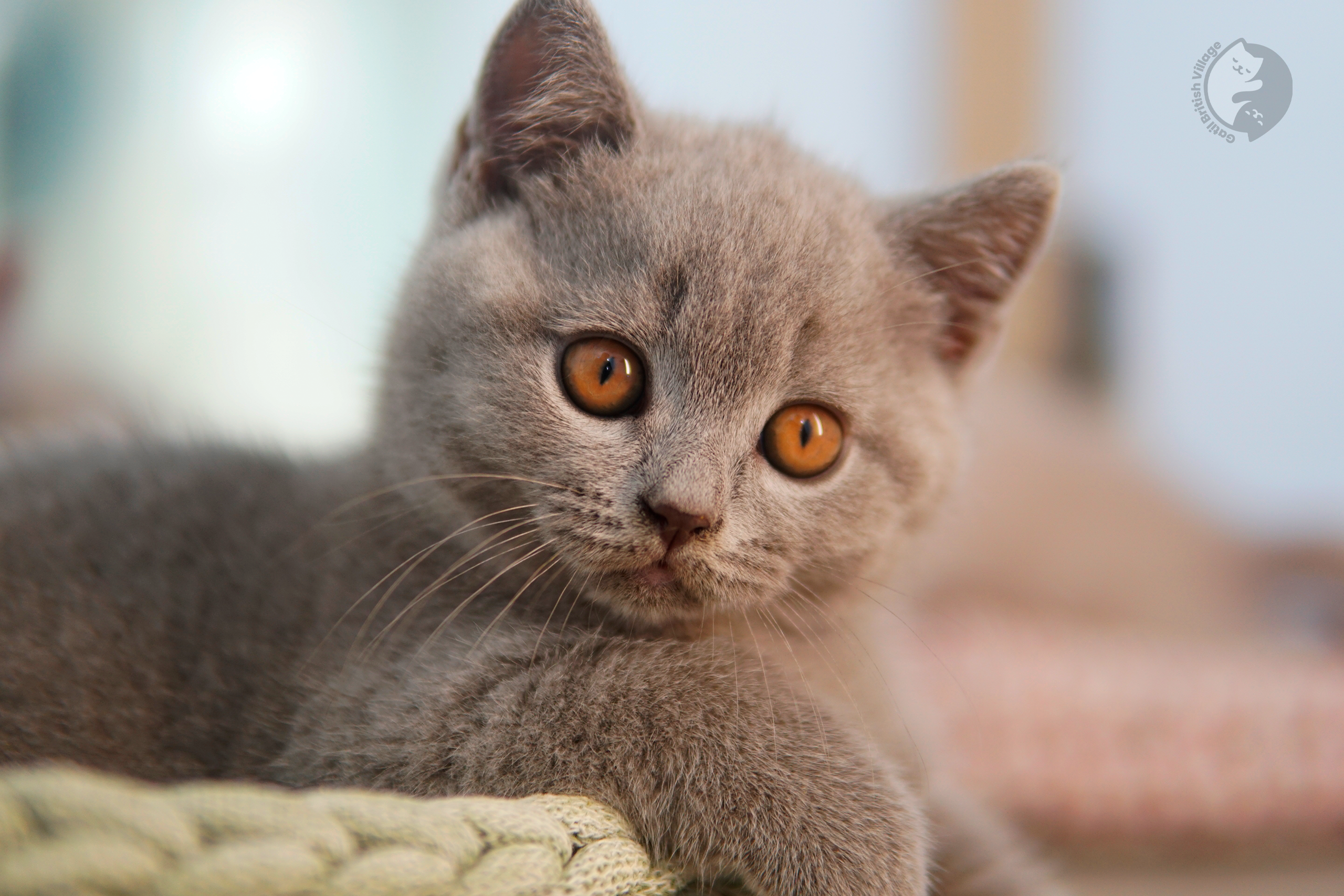 Filhote British Shorthair blue deitado entre almofadas felpudas, ao lado de outro filhote