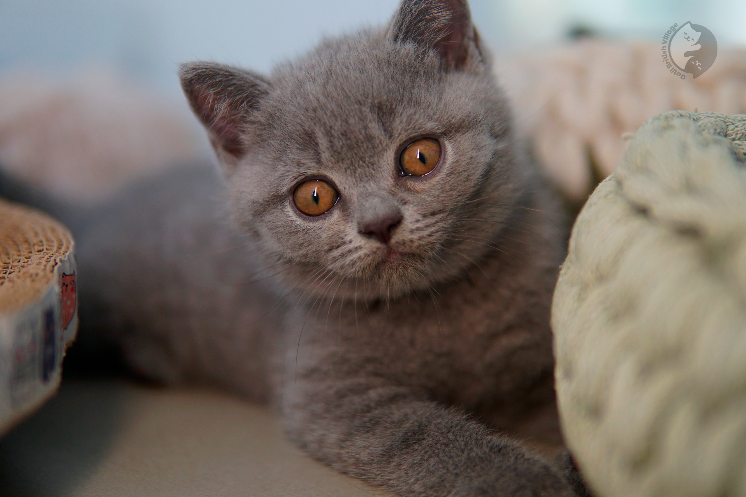 Filhote British Shorthair blue com as orelhas em alerta, em ambiente calmo e silencioso