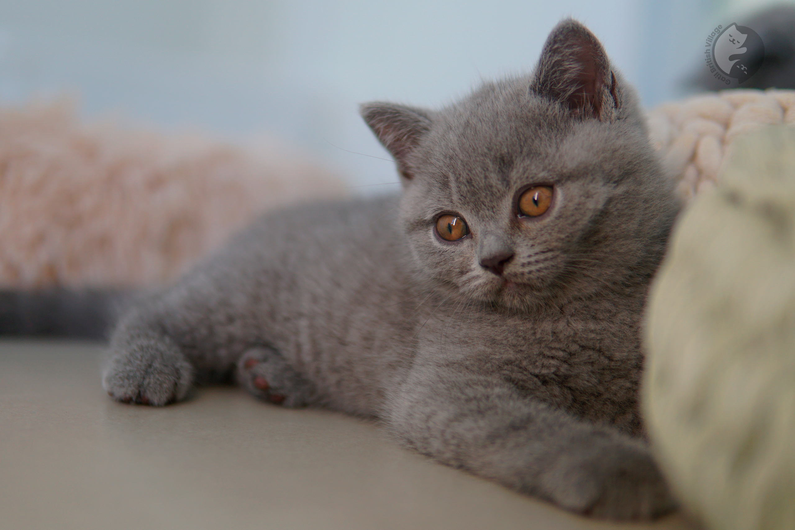 Filhote British Shorthair lilac cheirando o ambiente curioso, sob luz natural suave