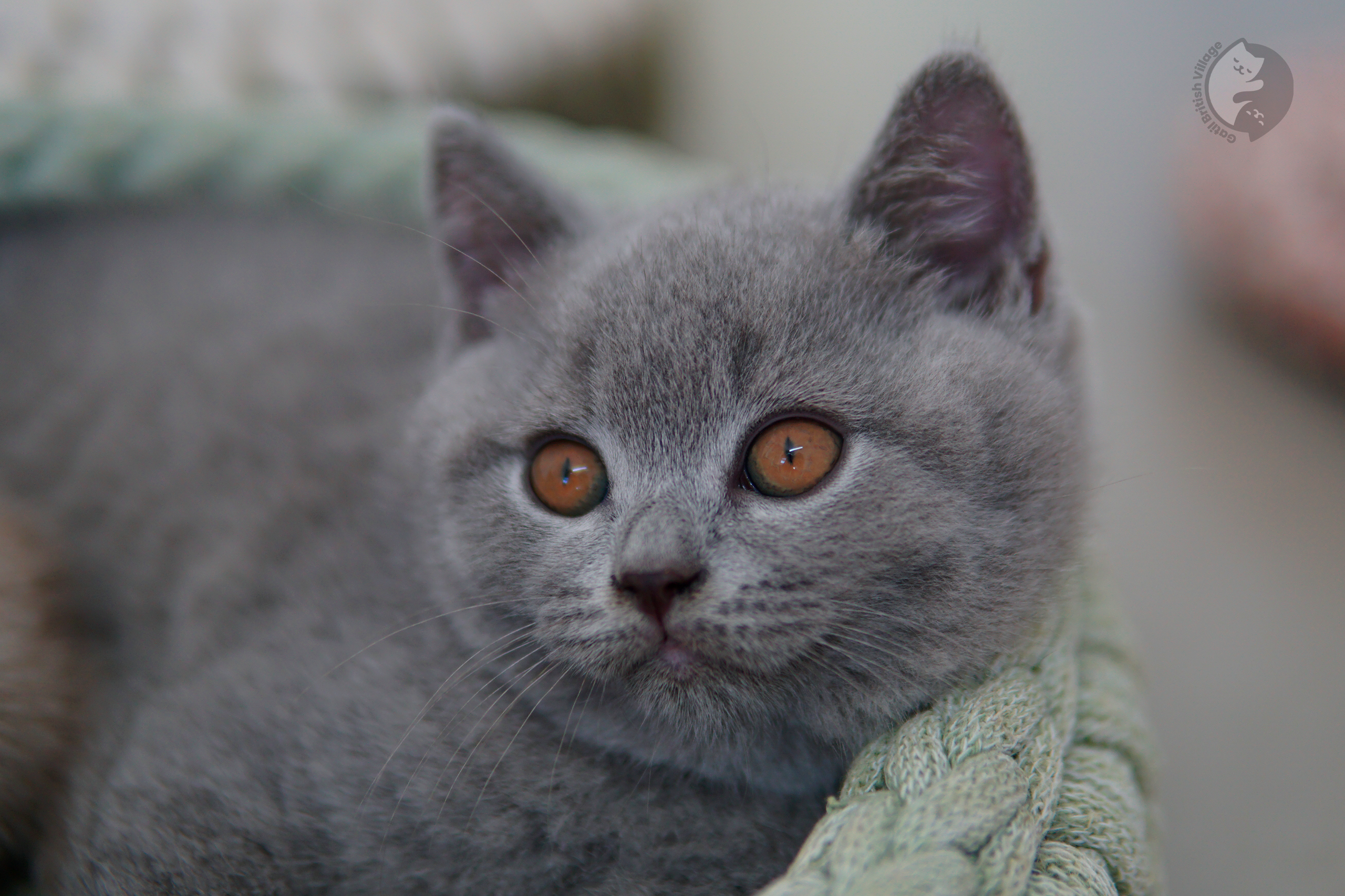 Filhote British Shorthair blue cheirando o ambiente curioso, com pelagem destacando sob o fundo branco