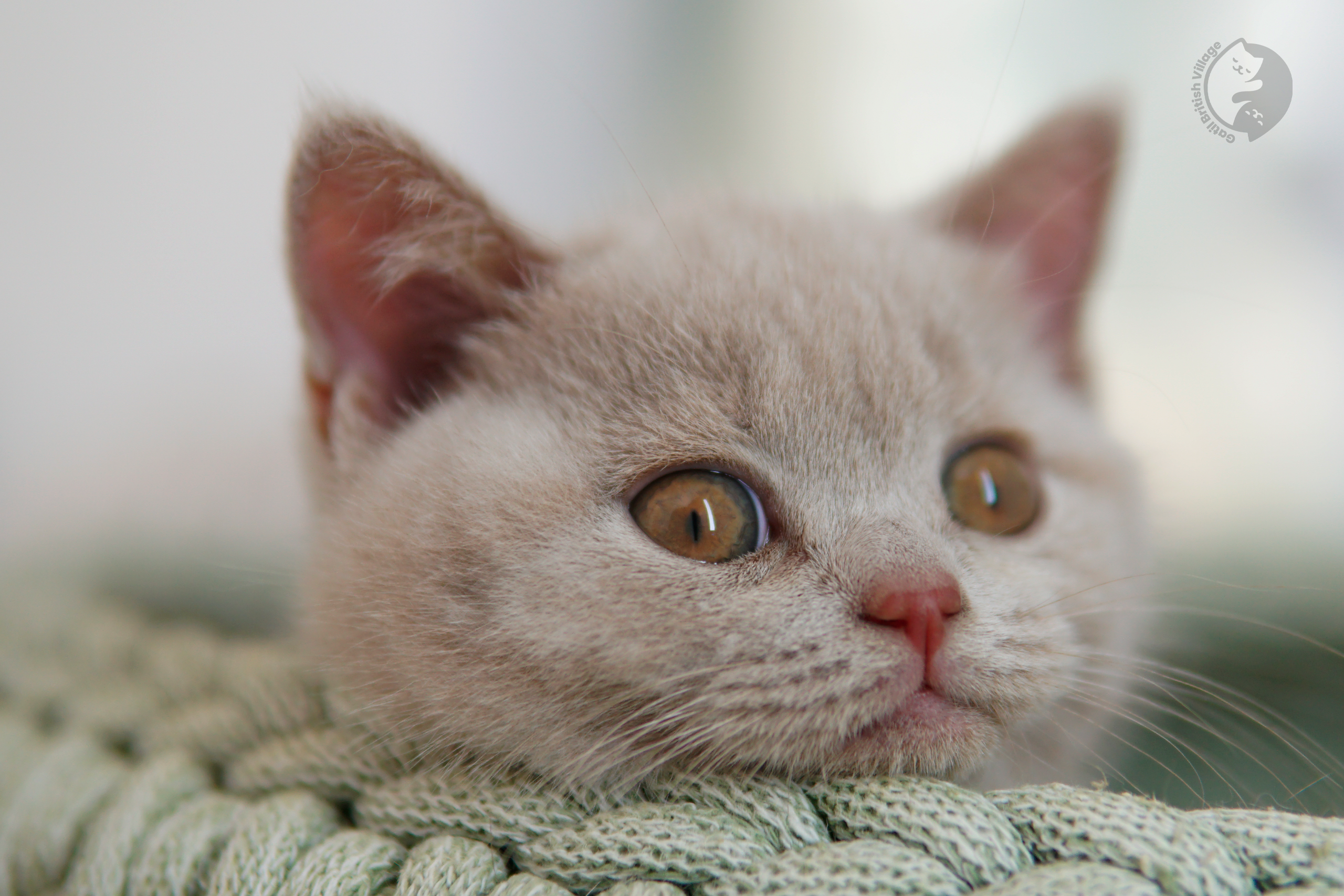 Filhote British Shorthair blue deitado entre almofadas felpudas, sob luz natural suave