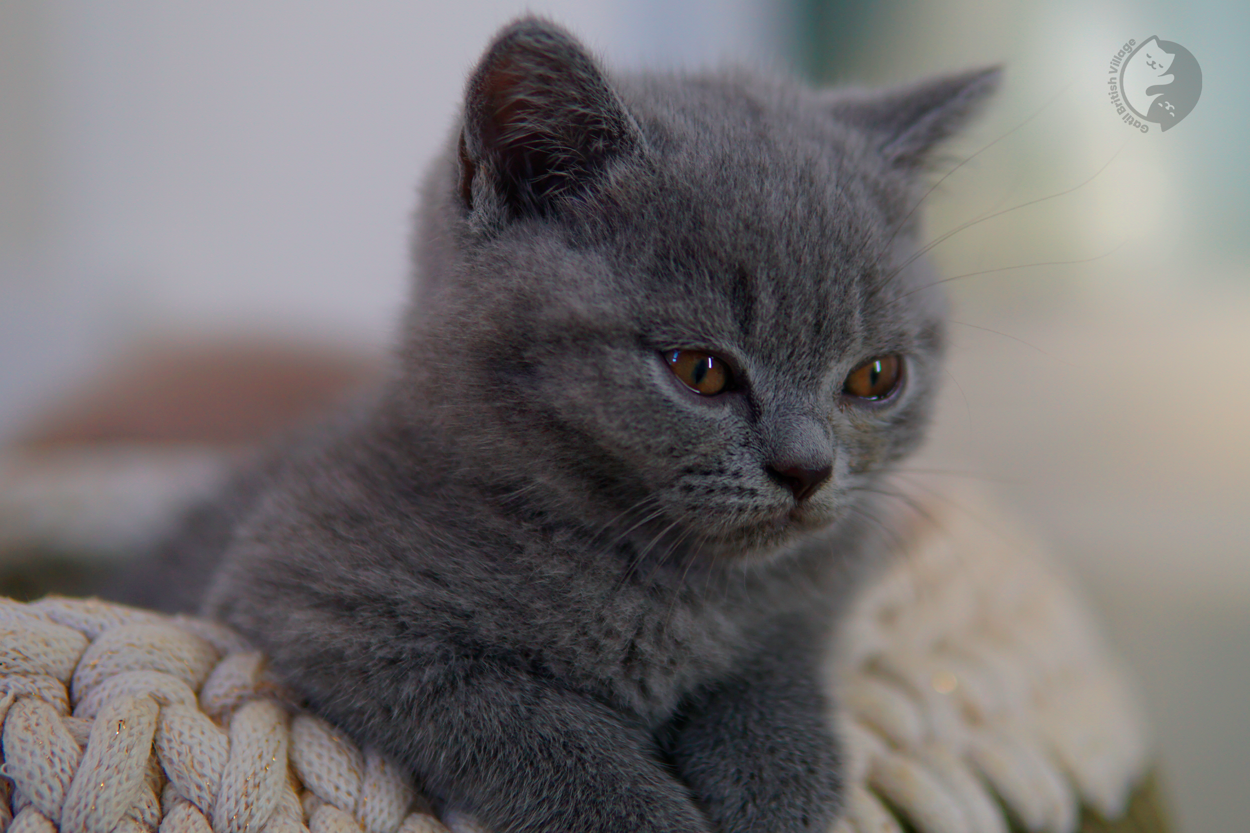 Filhote British Shorthair lilac dormindo profundamente, ao lado de outro filhote