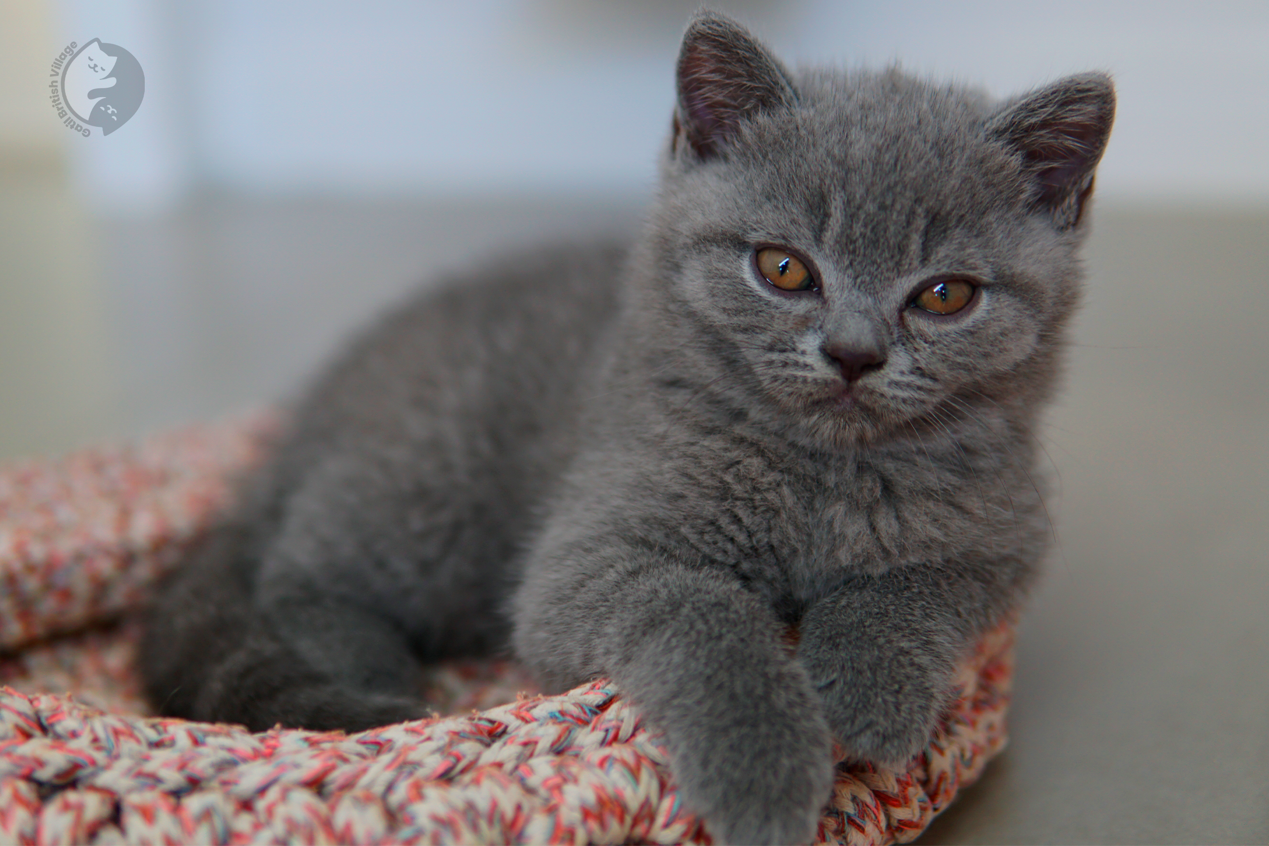 Filhote British Shorthair blue brincando com um brinquedo de pelúcia, com olhos semiabertos