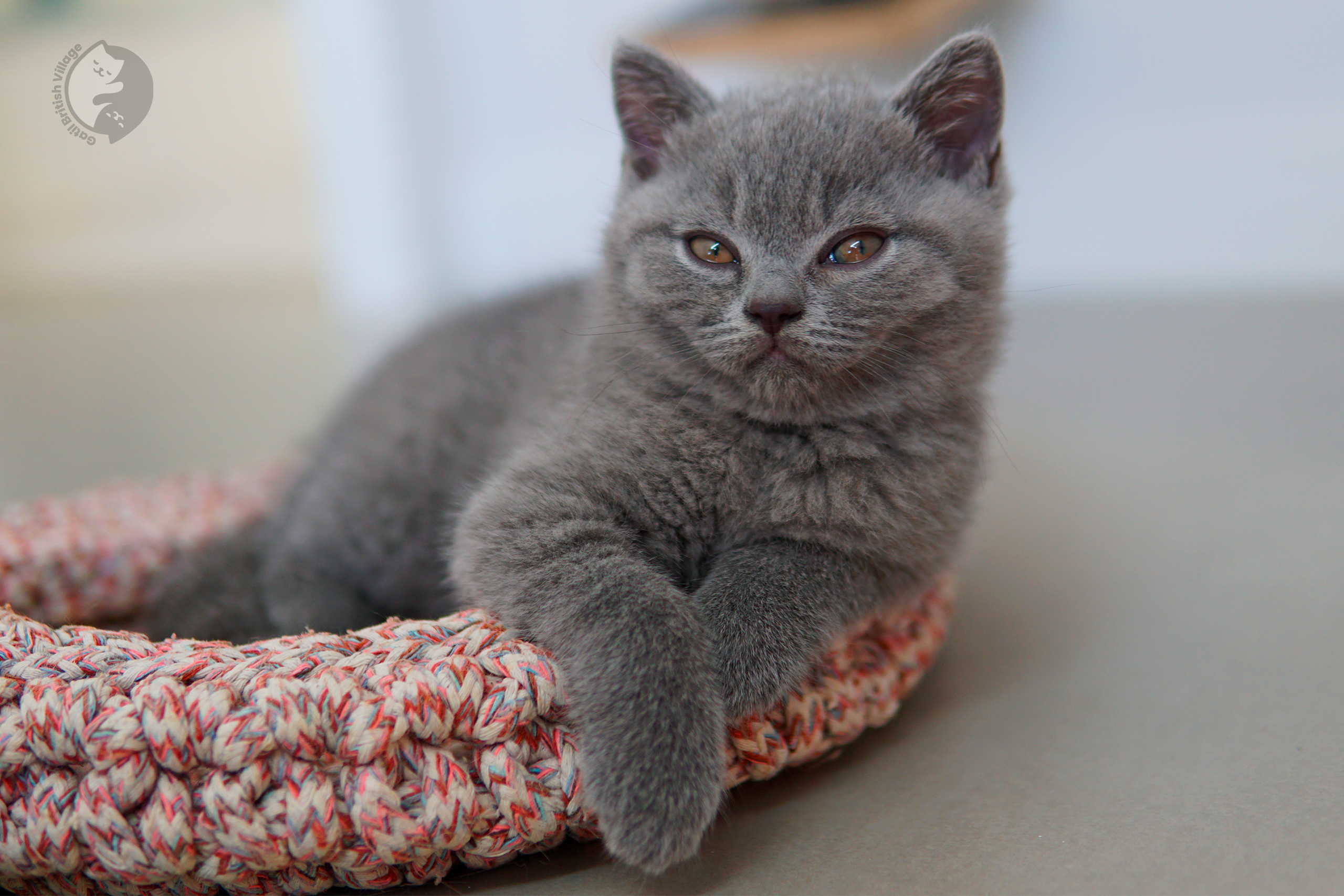 Filhote British Shorthair lilac dormindo profundamente, no cenário de inverno com tons pastel