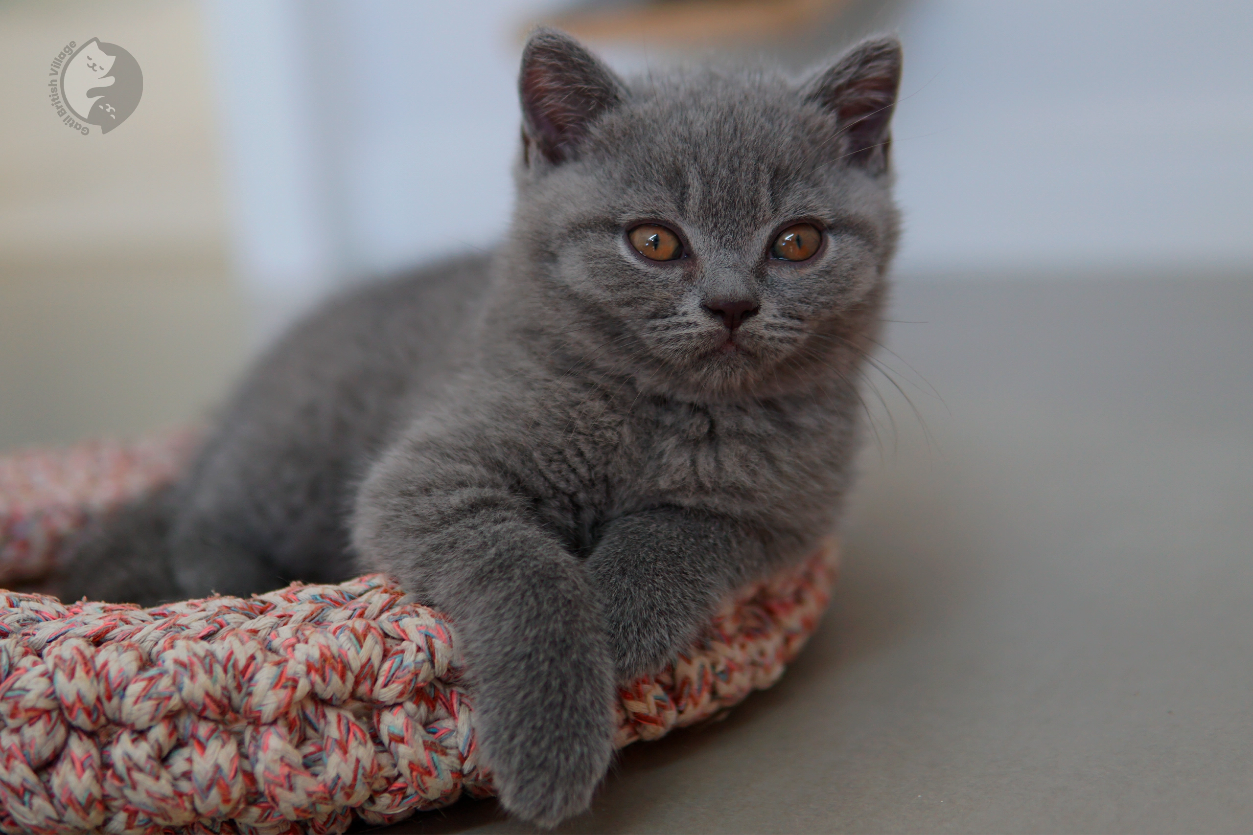 Filhote British Shorthair lilac com as orelhas em alerta, com pelagem destacando sob o fundo branco