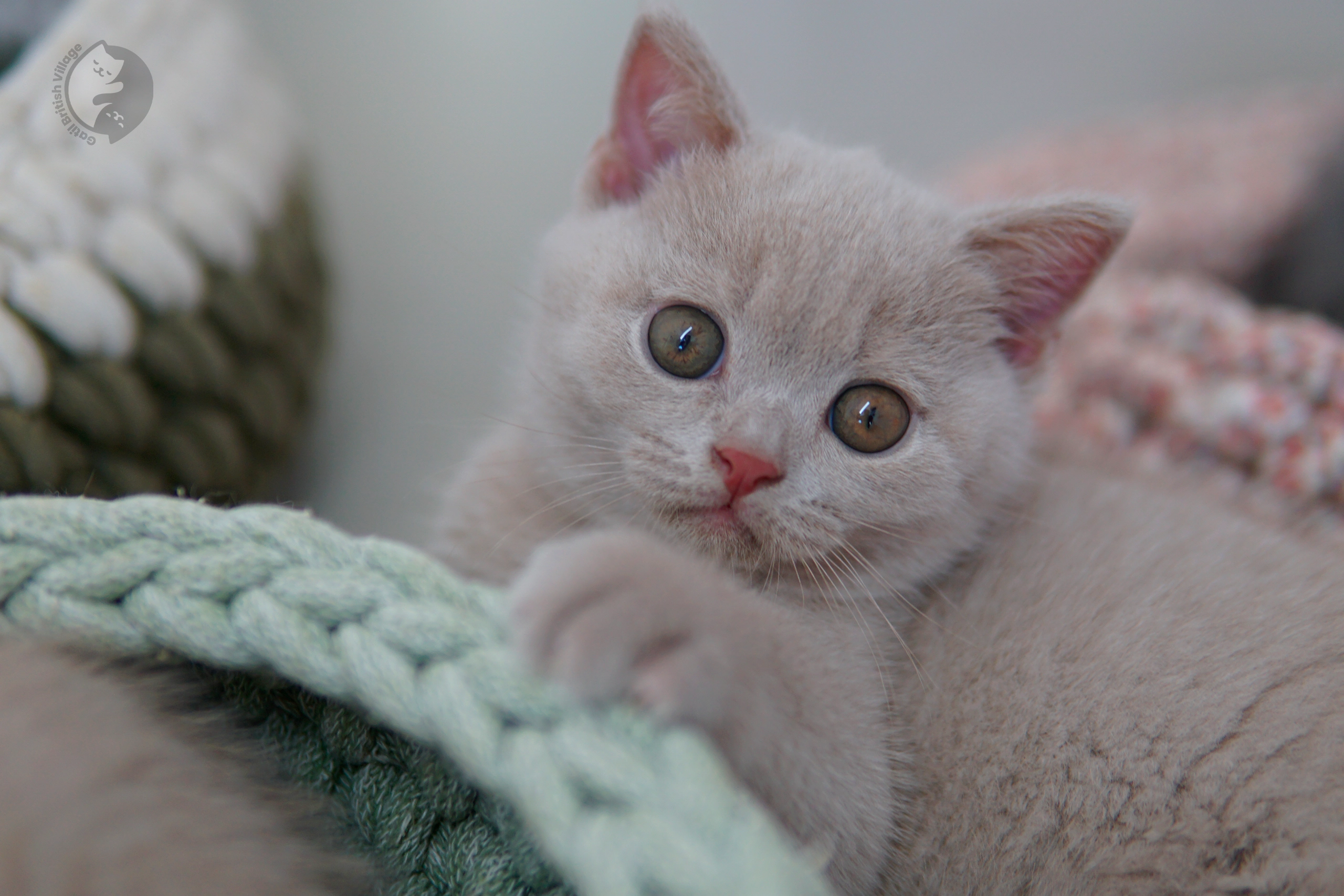Filhote British Shorthair lilac enrolado em manta de tricô, em ambiente calmo e silencioso