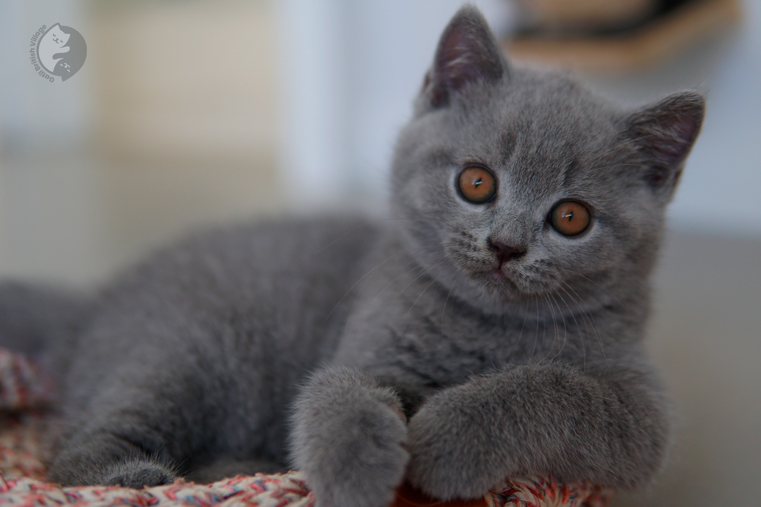 Filhote British Shorthair lilac dormindo profundamente, em posição relaxada e tranquila