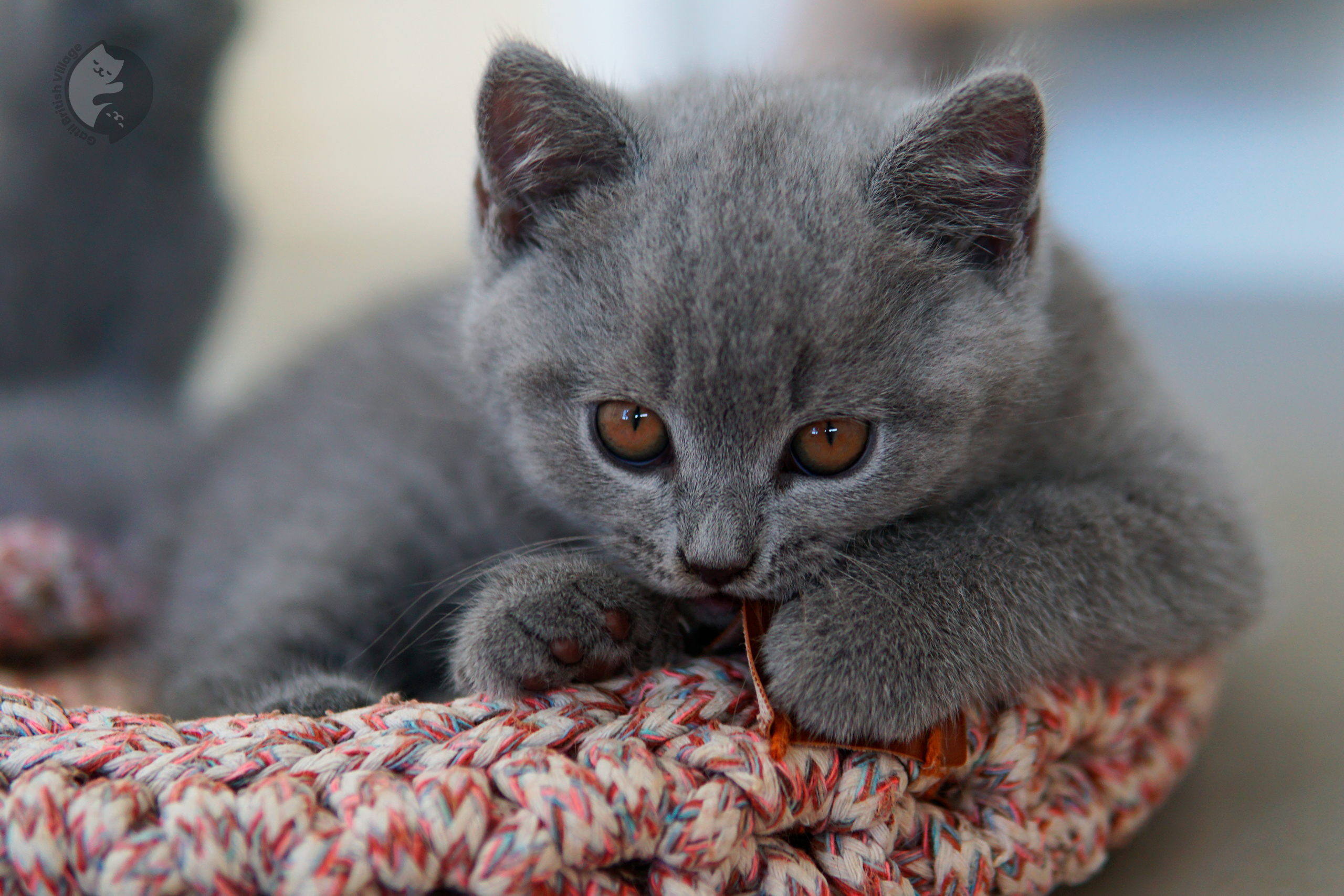 Filhote British Shorthair blue brincando com um brinquedo de pelúcia, com expressão de serenidade