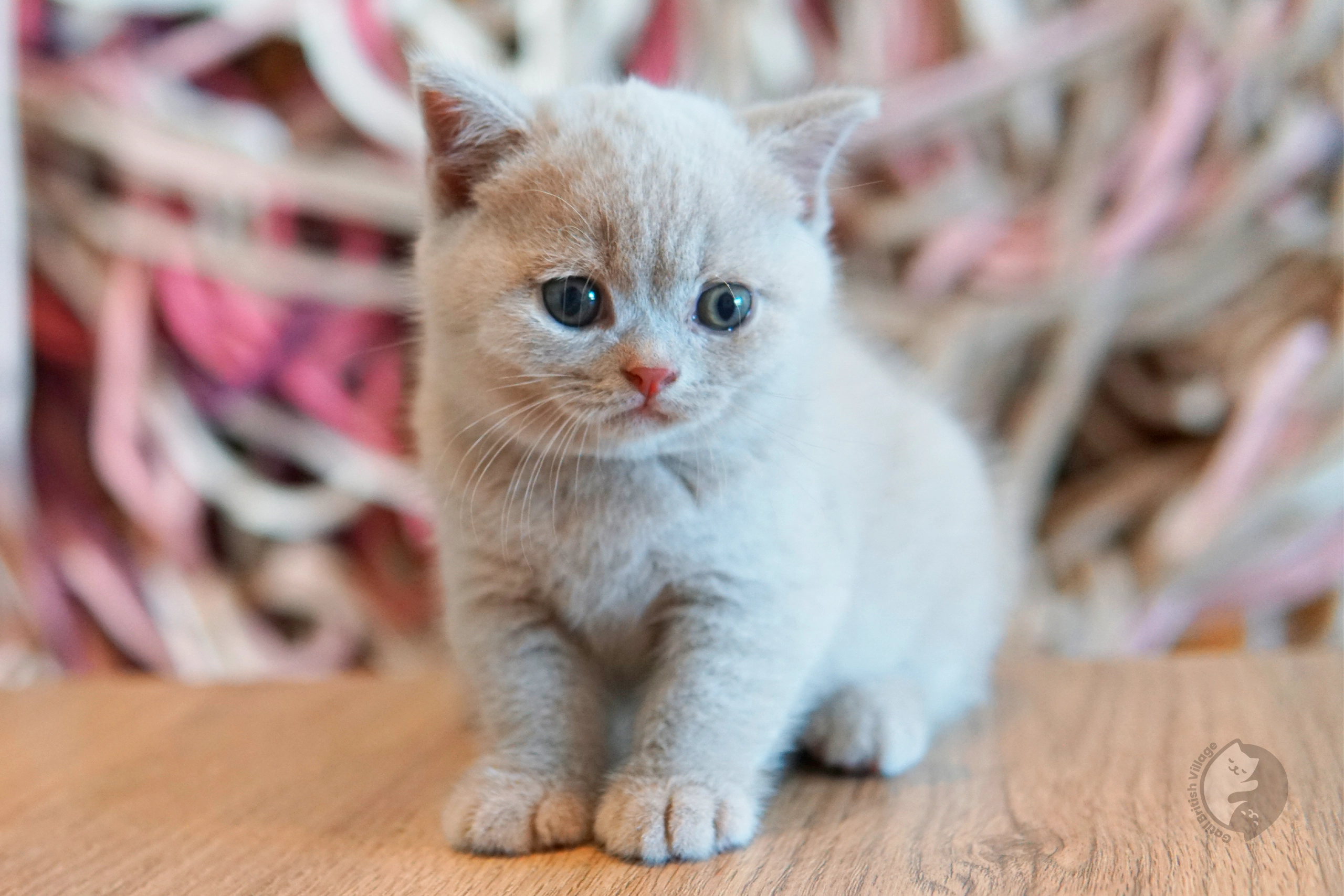 Filhote British Shorthair lilac dormindo profundamente, em ambiente calmo e silencioso