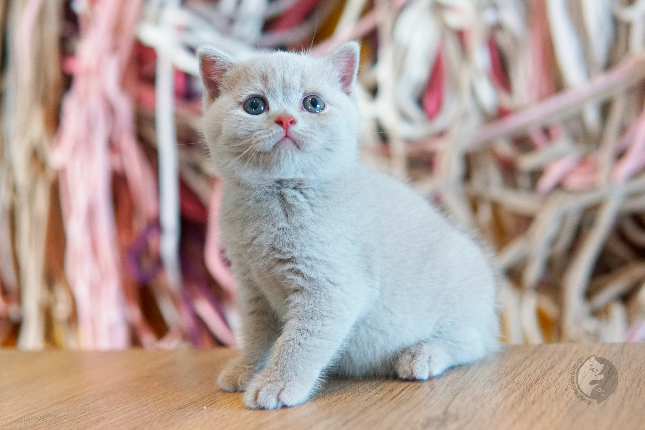Filhote British Shorthair blue enrolado na manta rosa clara, ao lado de outro filhote