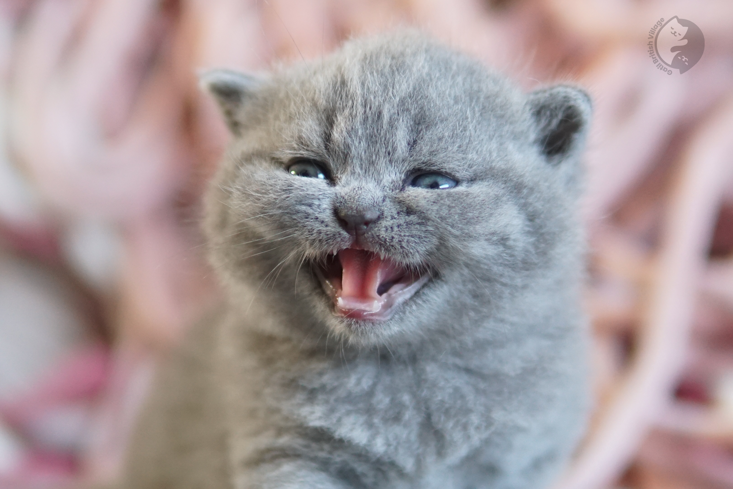 Filhote British Shorthair blue cheirando o ambiente curioso, com expressão de serenidade