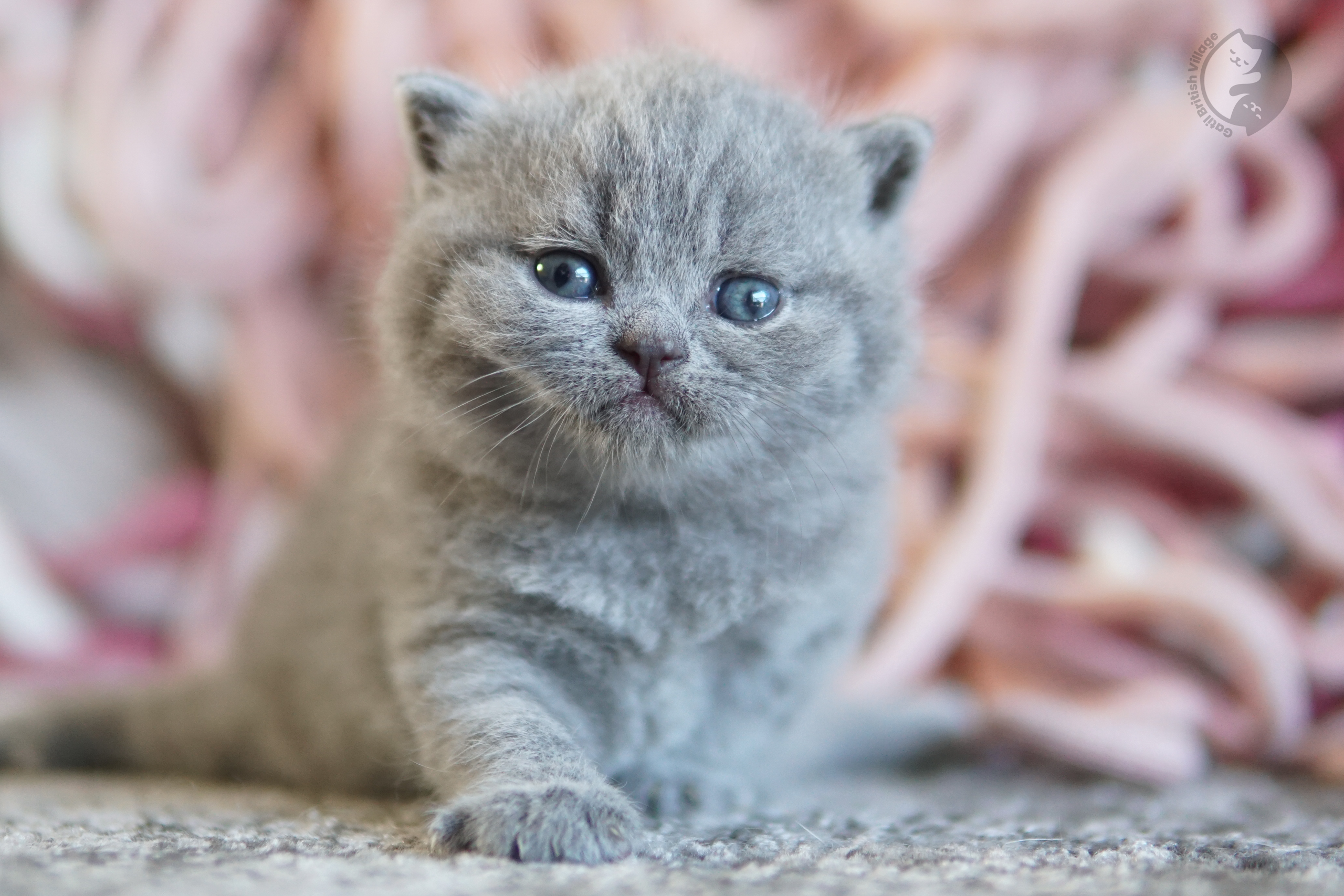 Filhote British Shorthair blue dormindo profundamente, com expressão de serenidade