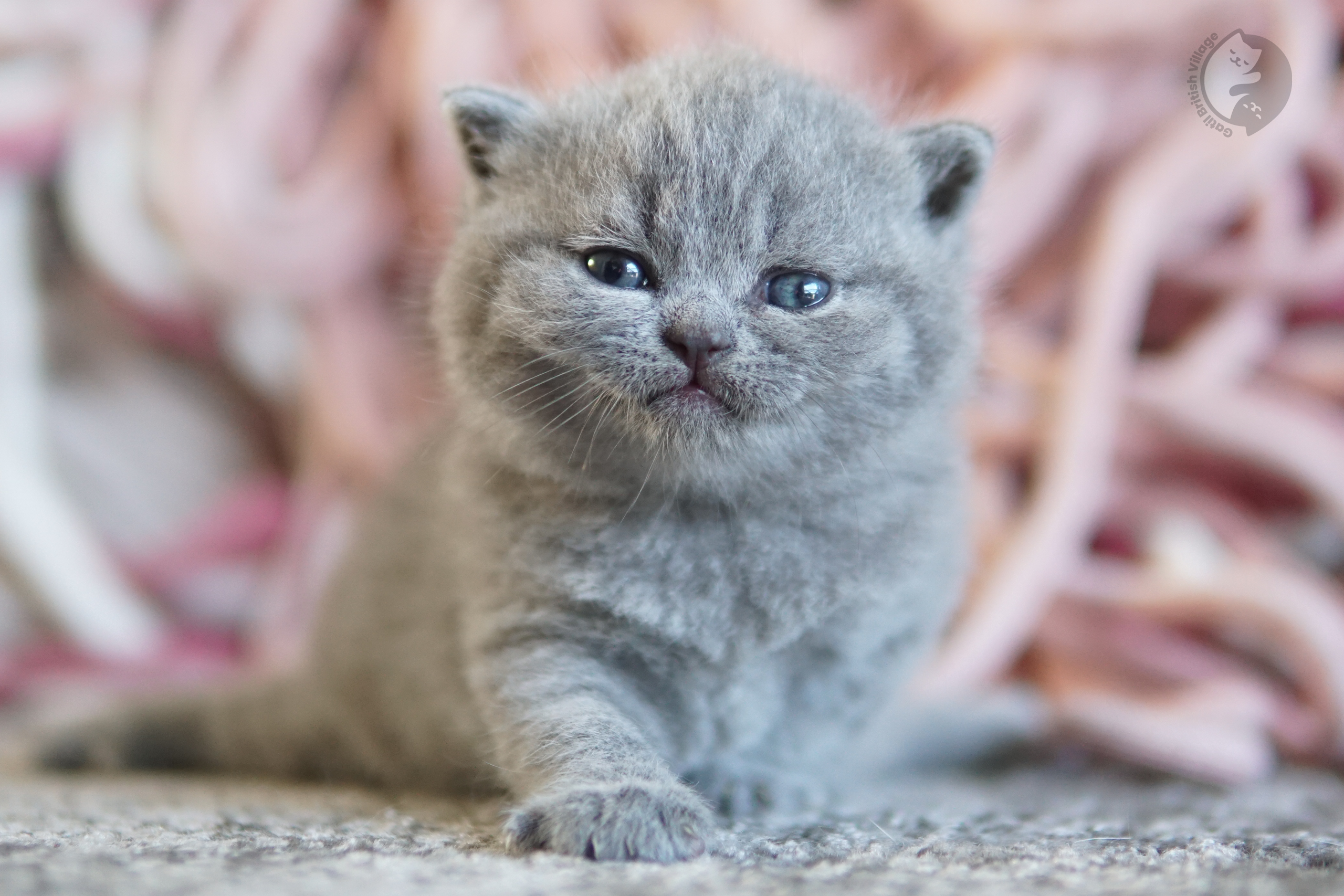 Filhote British Shorthair lilac sentado sobre manta de algodão, no cenário de inverno com tons pastel