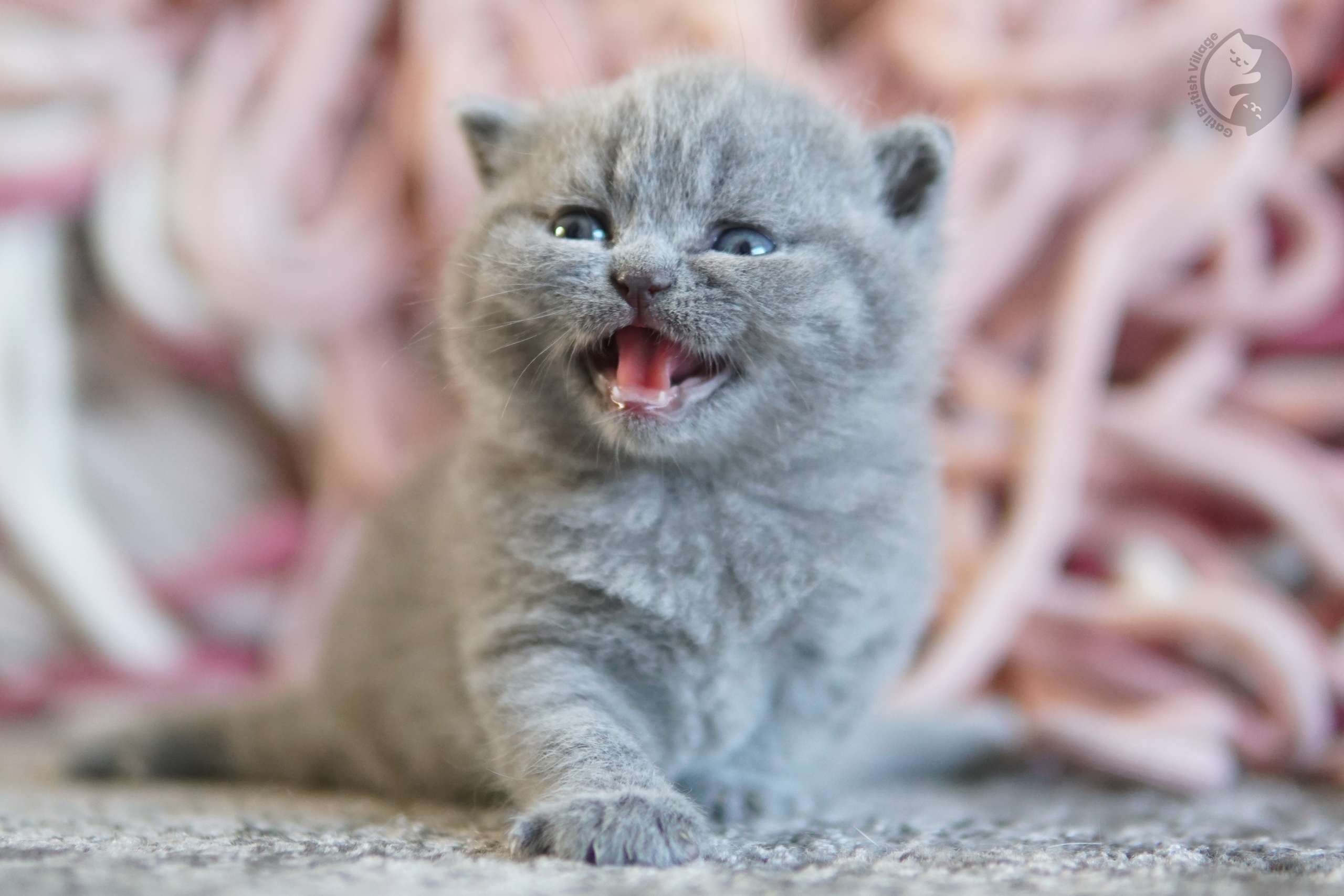 Filhote British Shorthair blue deitado entre almofadas felpudas, com olhos semiabertos