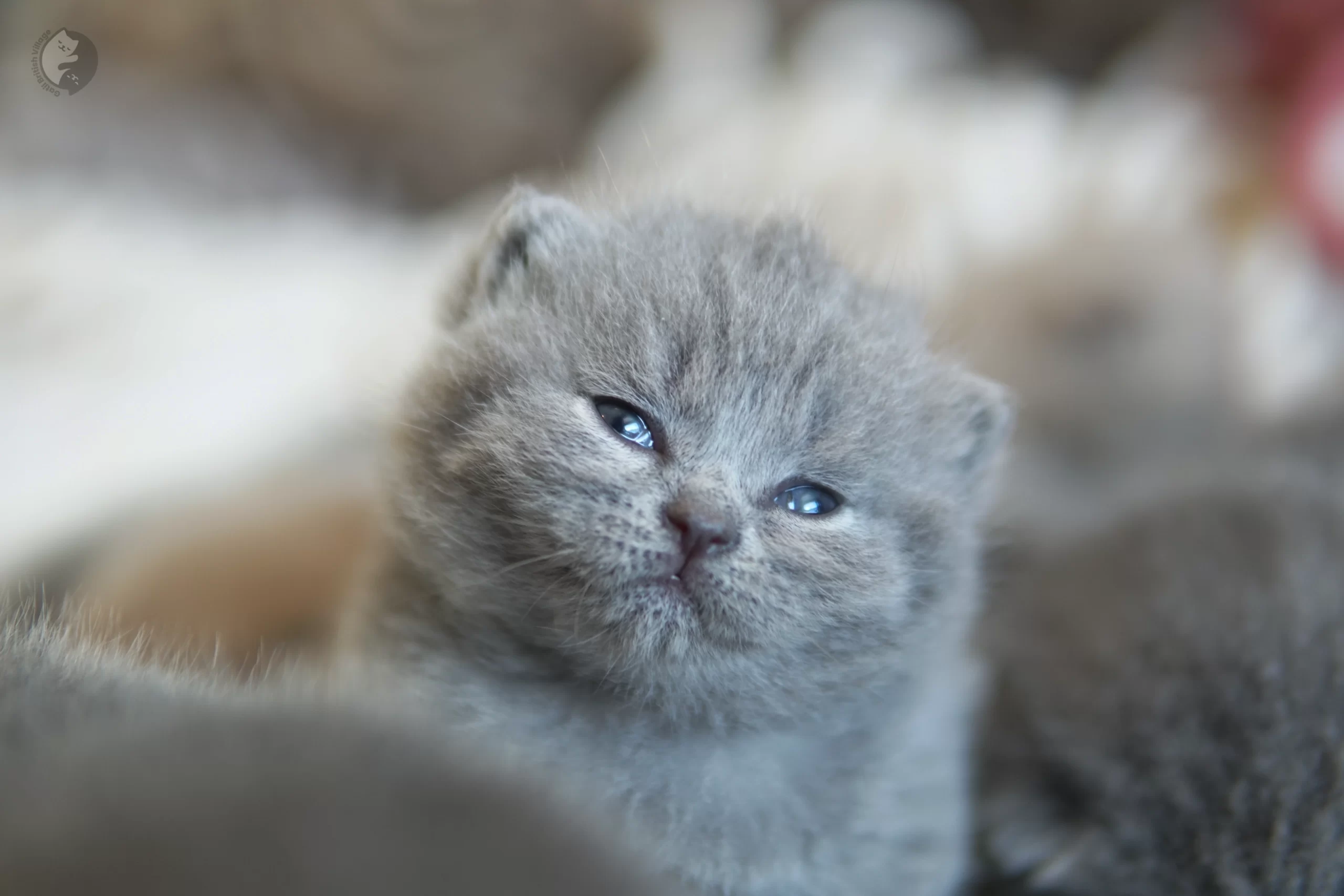 Filhote British Shorthair blue com as patinhas esticadas sobre o cobertor, em ambiente calmo e silencioso